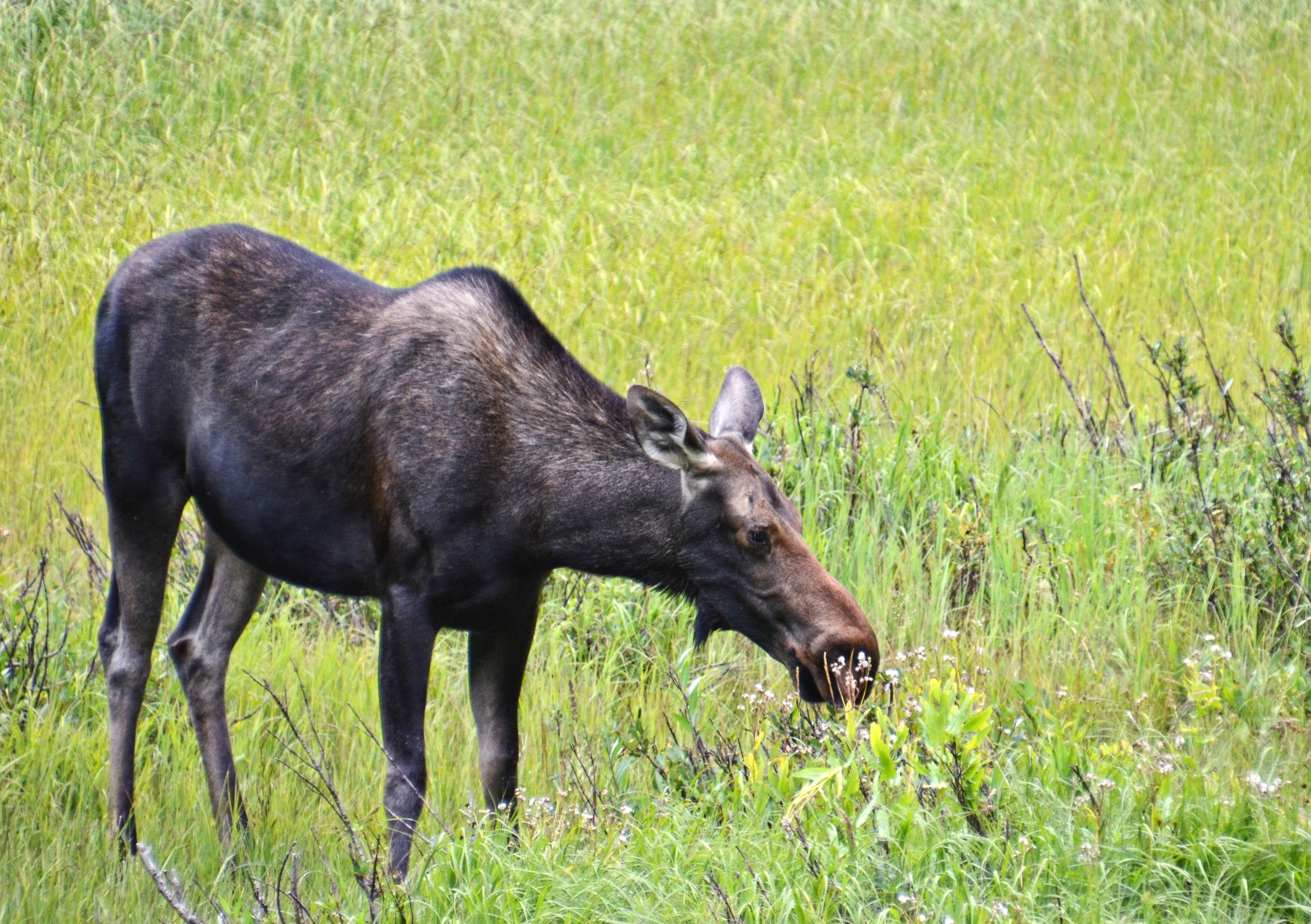 Cow moose browsing in a green meadow near Big Sky, Montana