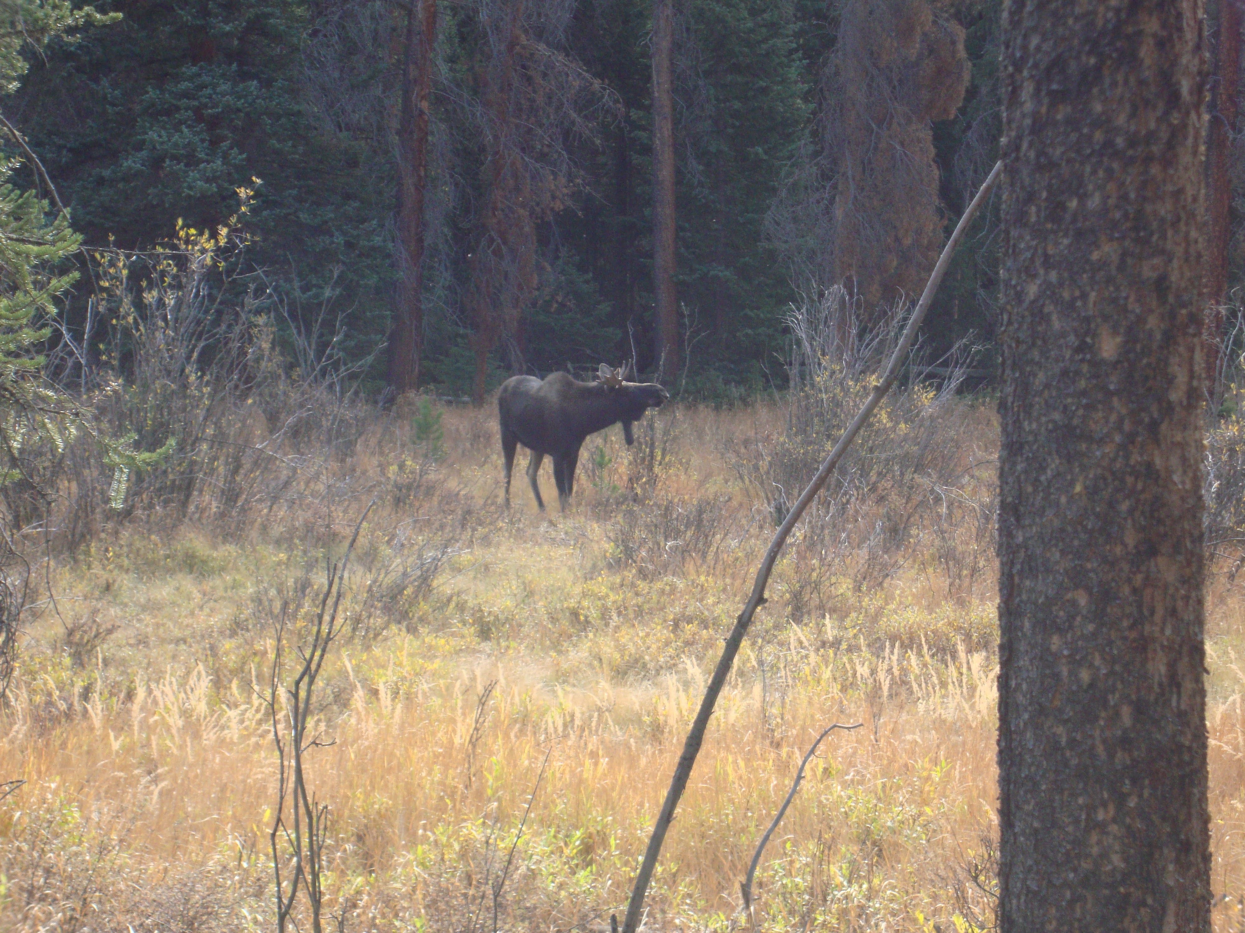 Moose in autumn meadow at forest edge