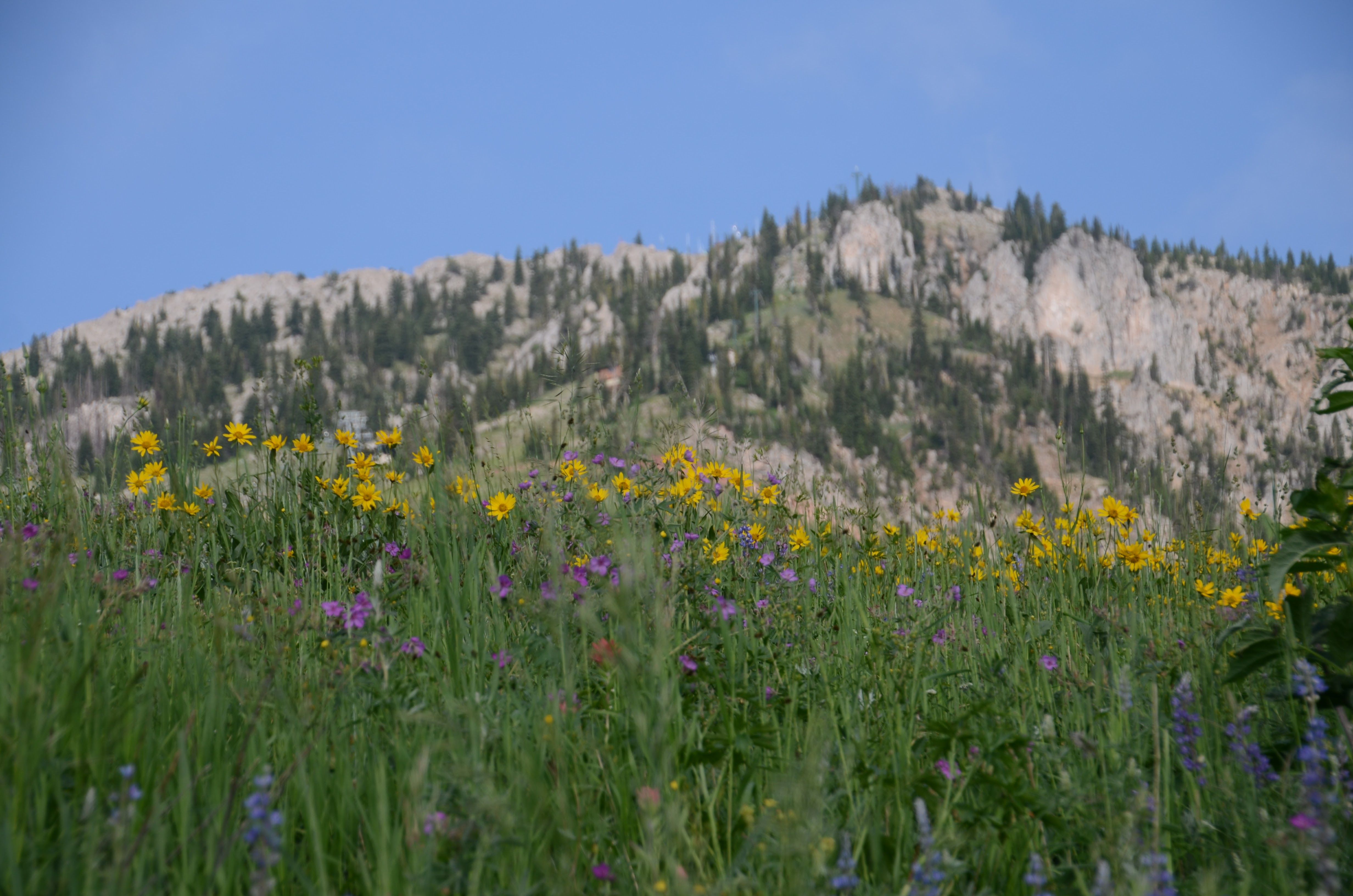 Yellow and purple wildflowers blooming on a grassy mountain slope below limestone cliffs near Bozeman, Montana