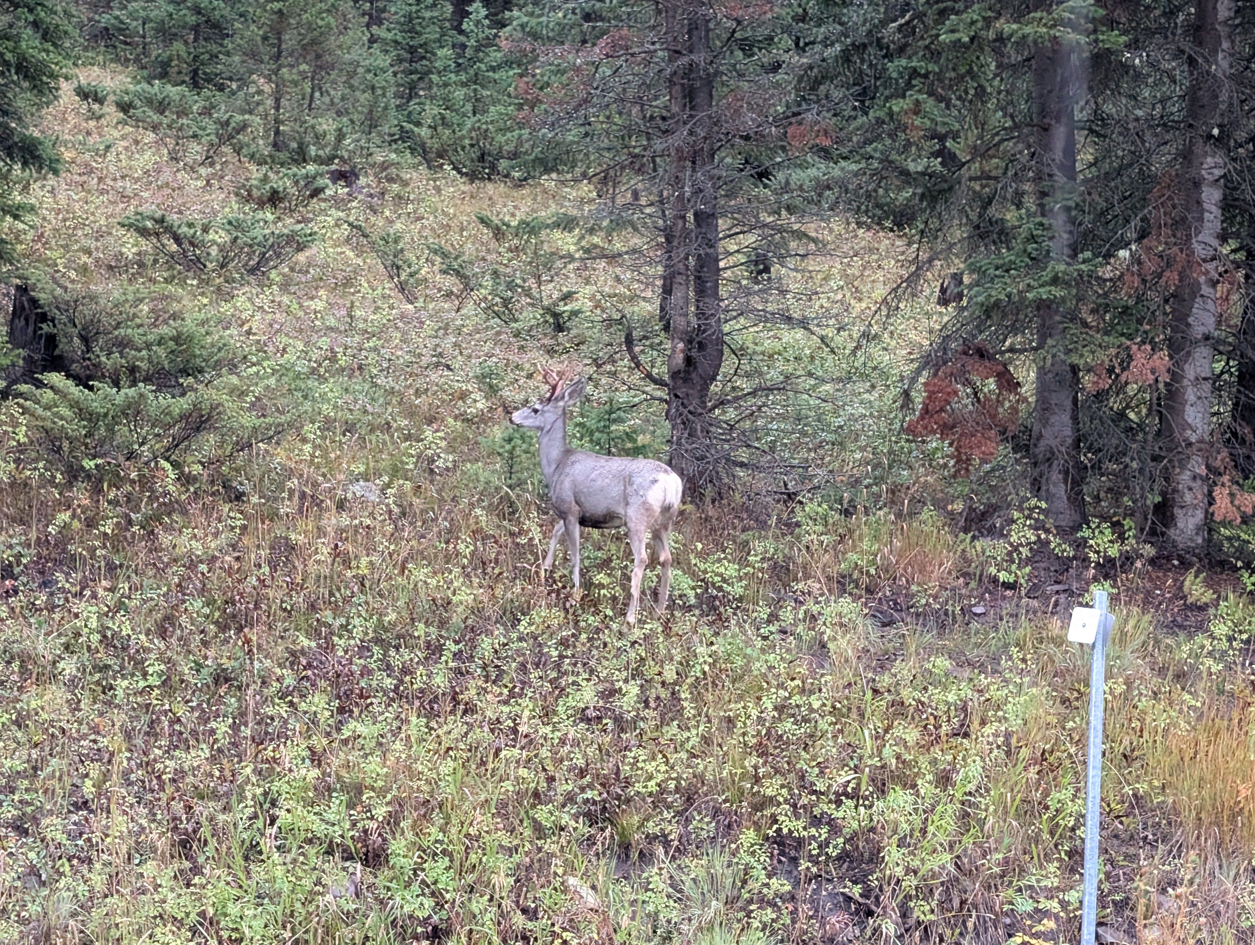 Mule deer buck in fall forest near trail marker