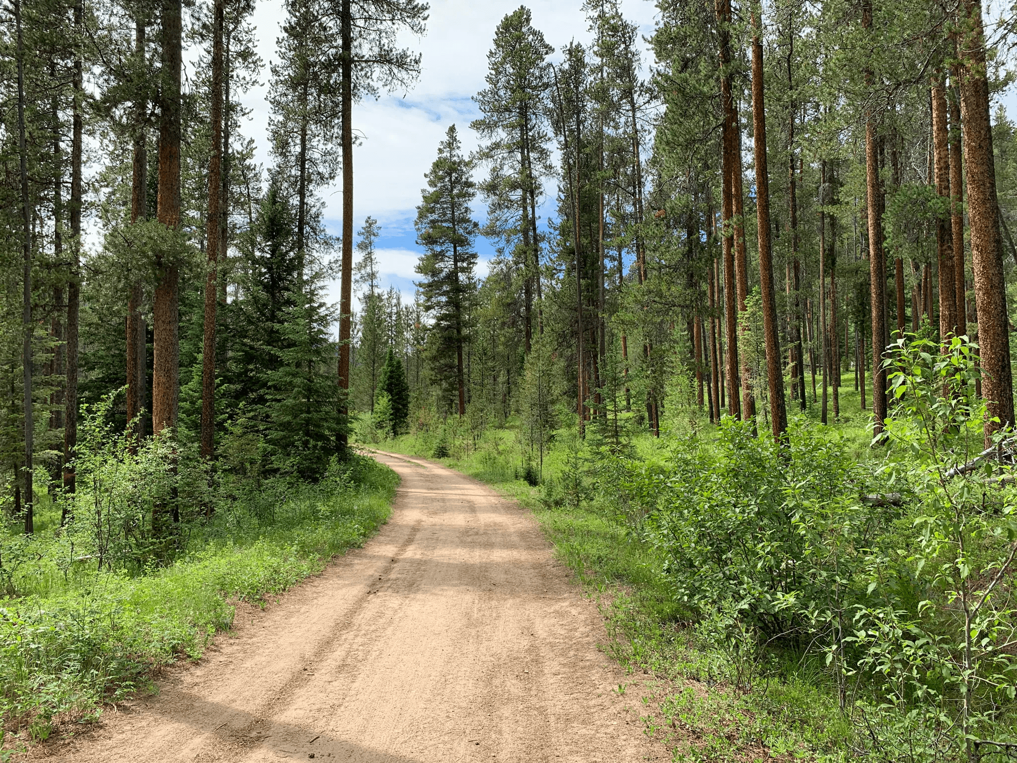 Wide dirt trail through green forest on the Mystic Lake approach
