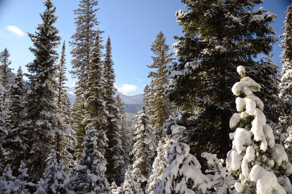 Tall snow-laden pine trees with mountain peak in background