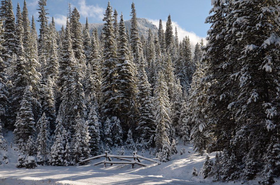 Snow-covered trail with wooden fence through dense evergreen forest