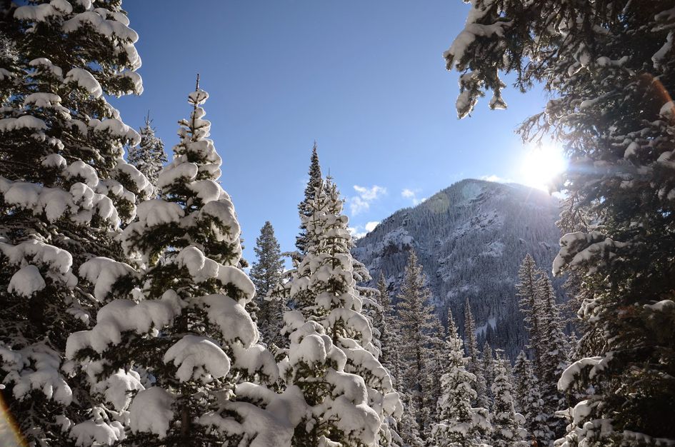 Snow-covered evergreen trees with sunlight and mountain peak