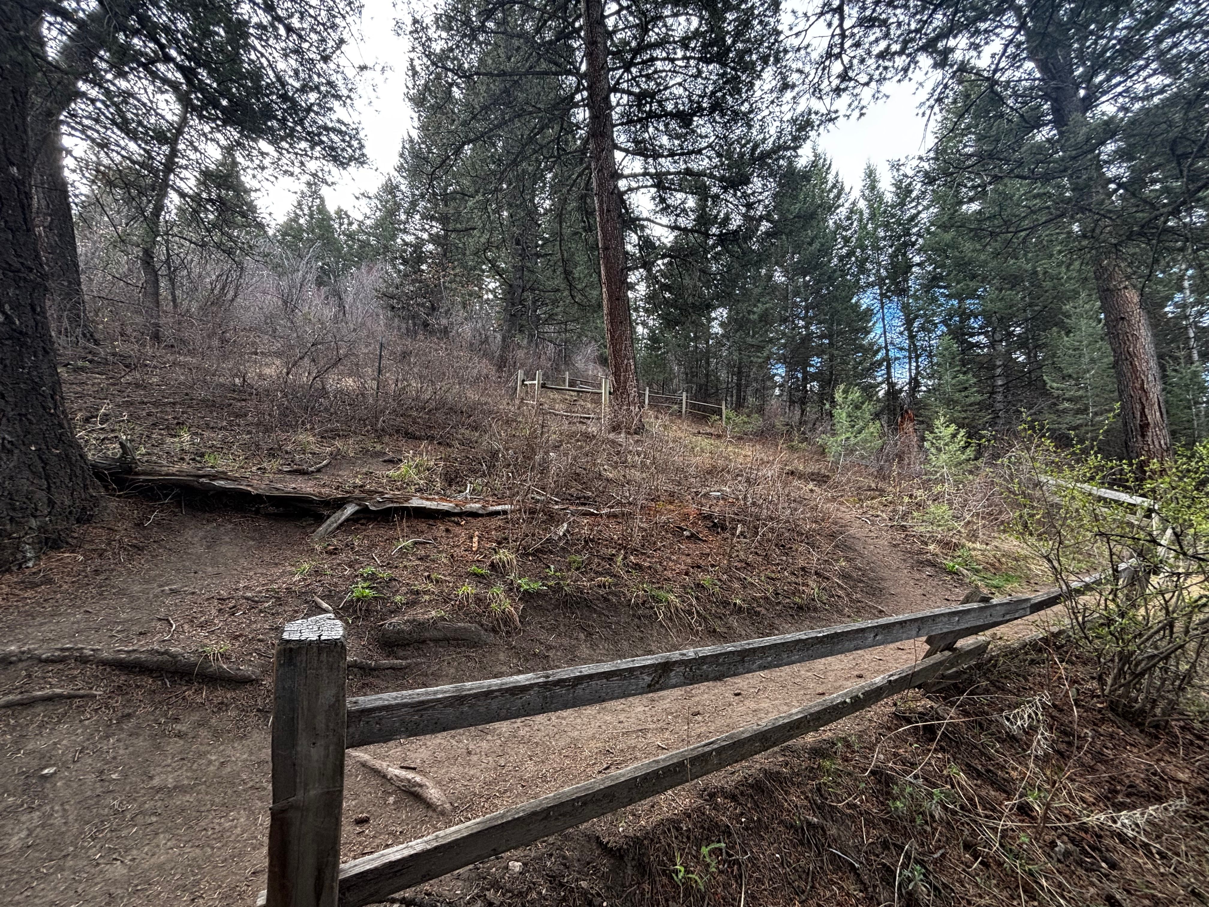 Trail curving through dense pine forest with wooden fence railing on the steeper upper section of Kirk Hill
