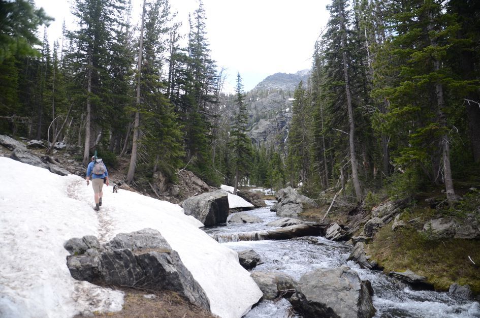 Hiker with dog crossing snow patch beside rushing Pine Creek in spruce forest