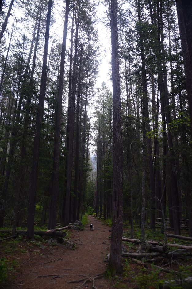 Narrow trail through towering lodgepole pine forest with dog ahead on path