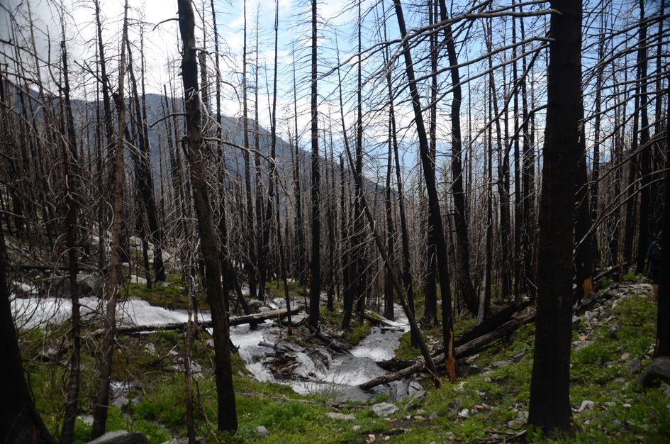 Trail through burned ghost forest with creek flowing over snow and rocks