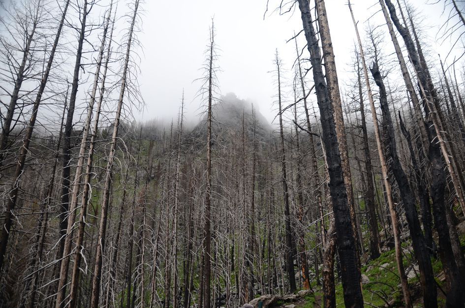 Fire-killed ghost forest with rocky peak emerging through thick fog