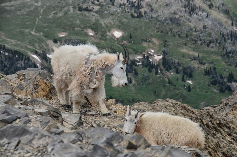 Two mountain goats shedding winter coats on rocky outcrop above green basin