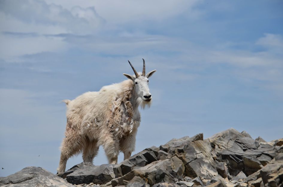 Mountain goat with shedding coat standing on summit rocks against blue sky