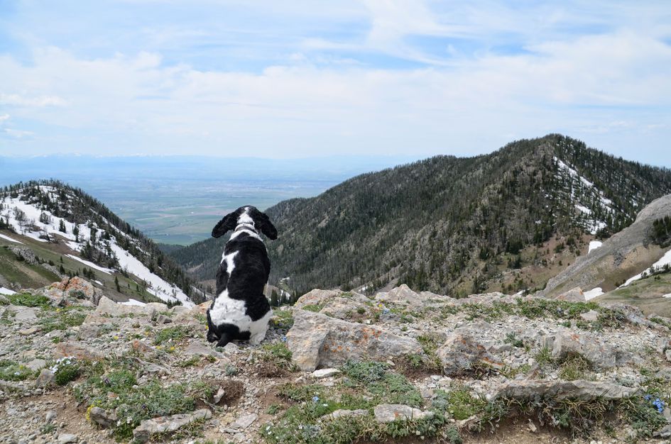Black and white dog sitting on summit overlooking Bridger Ridge and Gallatin Valley