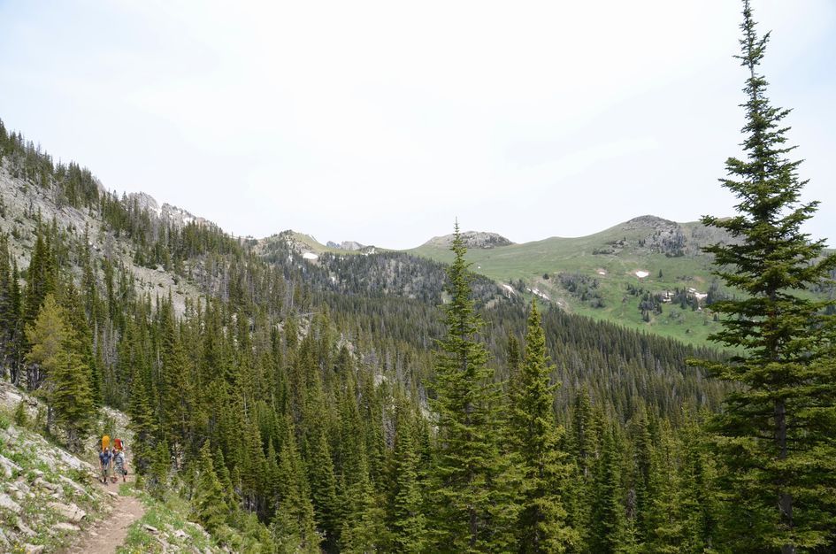 Hikers with backpacks on trail through dense spruce forest toward alpine ridge