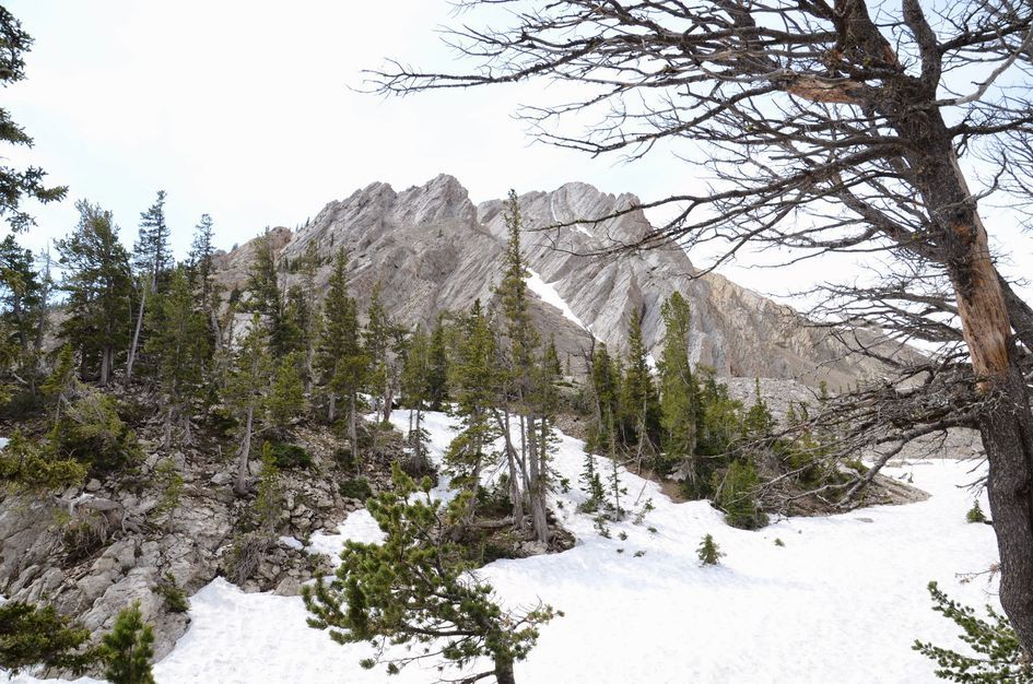 Jagged limestone cliffs of Sacagawea Peak through sparse subalpine trees with snow