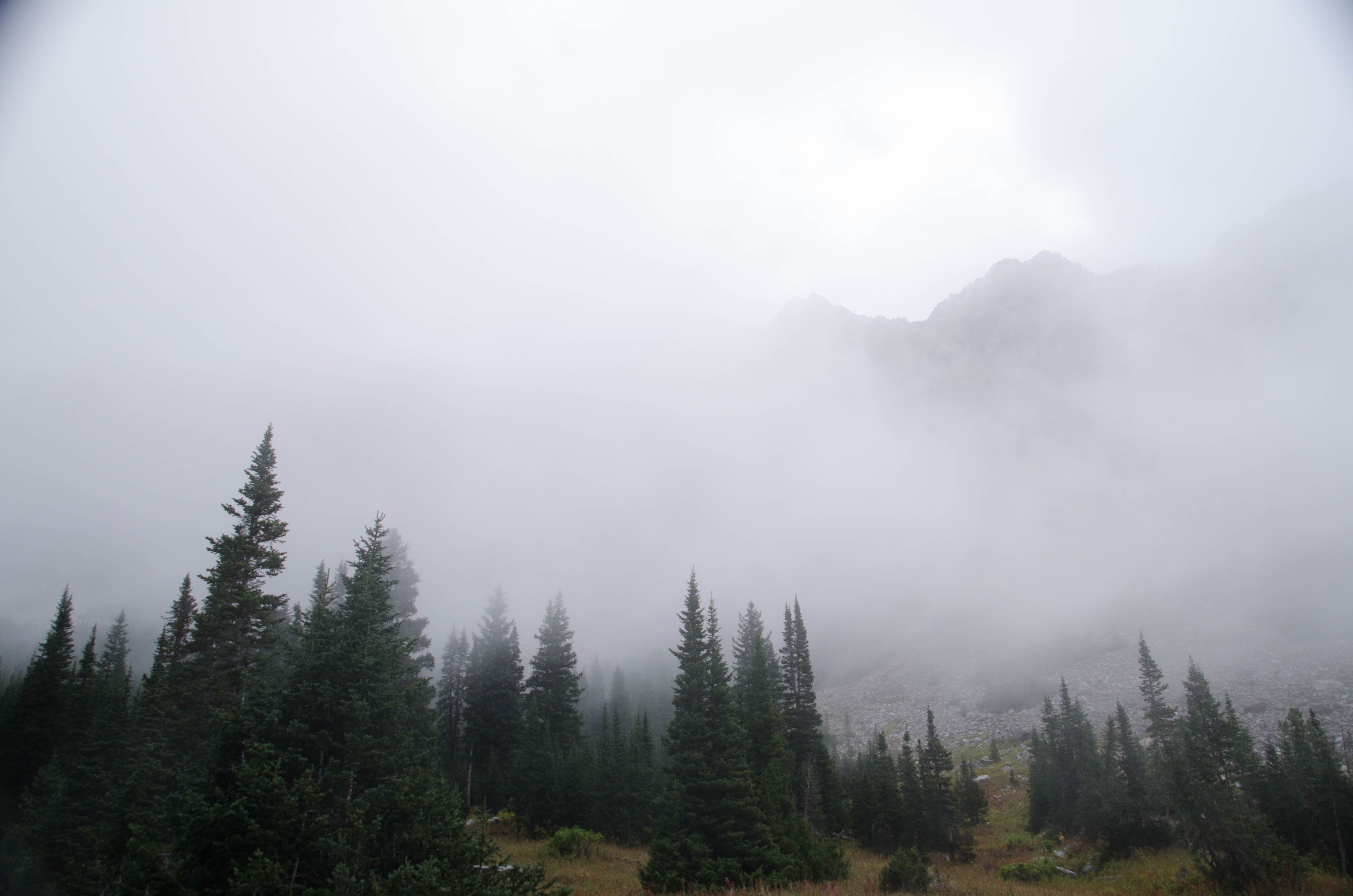 Foggy evergreen forest with talus slope and peaks disappearing into clouds