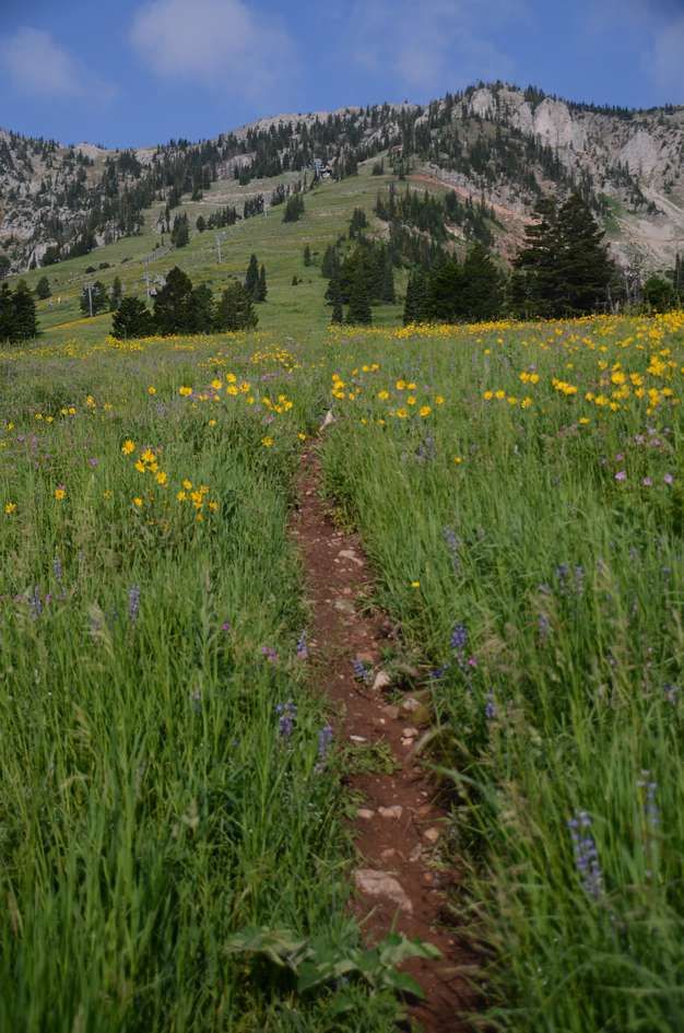 Trail through wildflower meadow with yellow balsamroot and purple lupine
