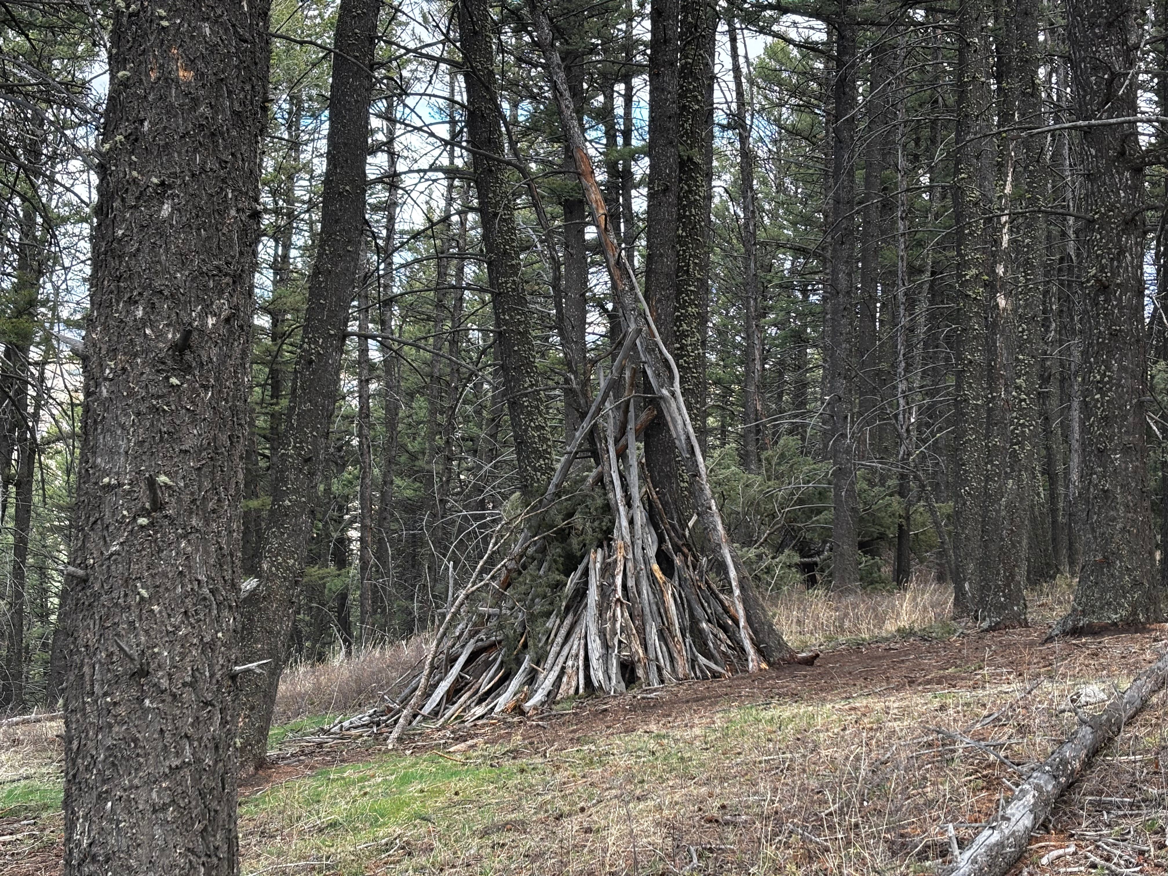 Stick teepee built from branches leaning together in the Kirk Hill pine forest