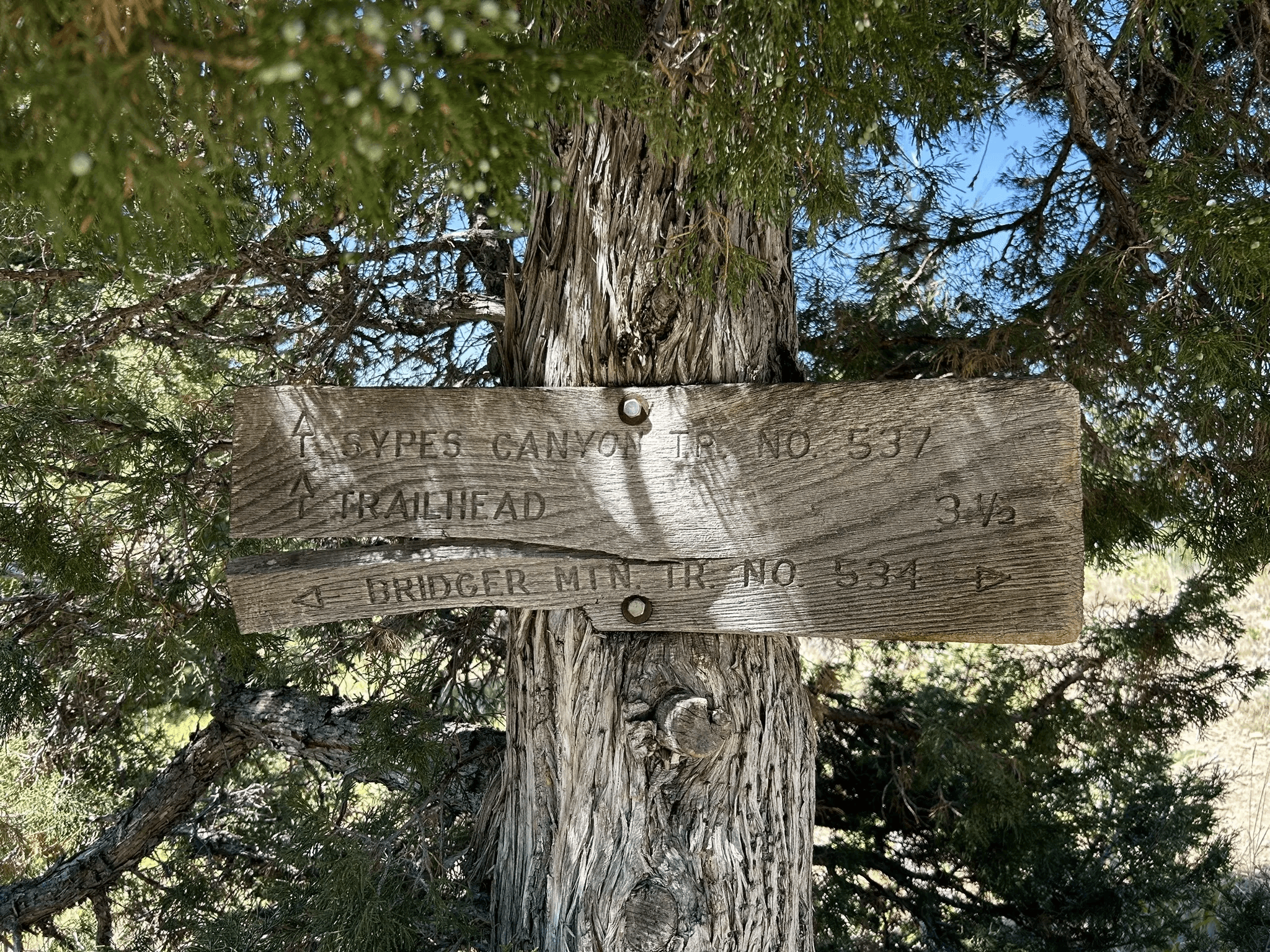 Weathered wooden sign for Sypes Canyon Trail 531 and Bridger Mountain Trail 534