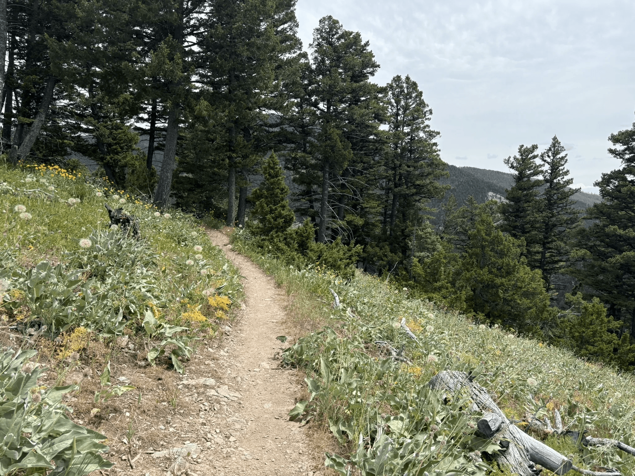 Singletrack trail traversing a wildflower-covered slope through pine forest in Sypes Canyon