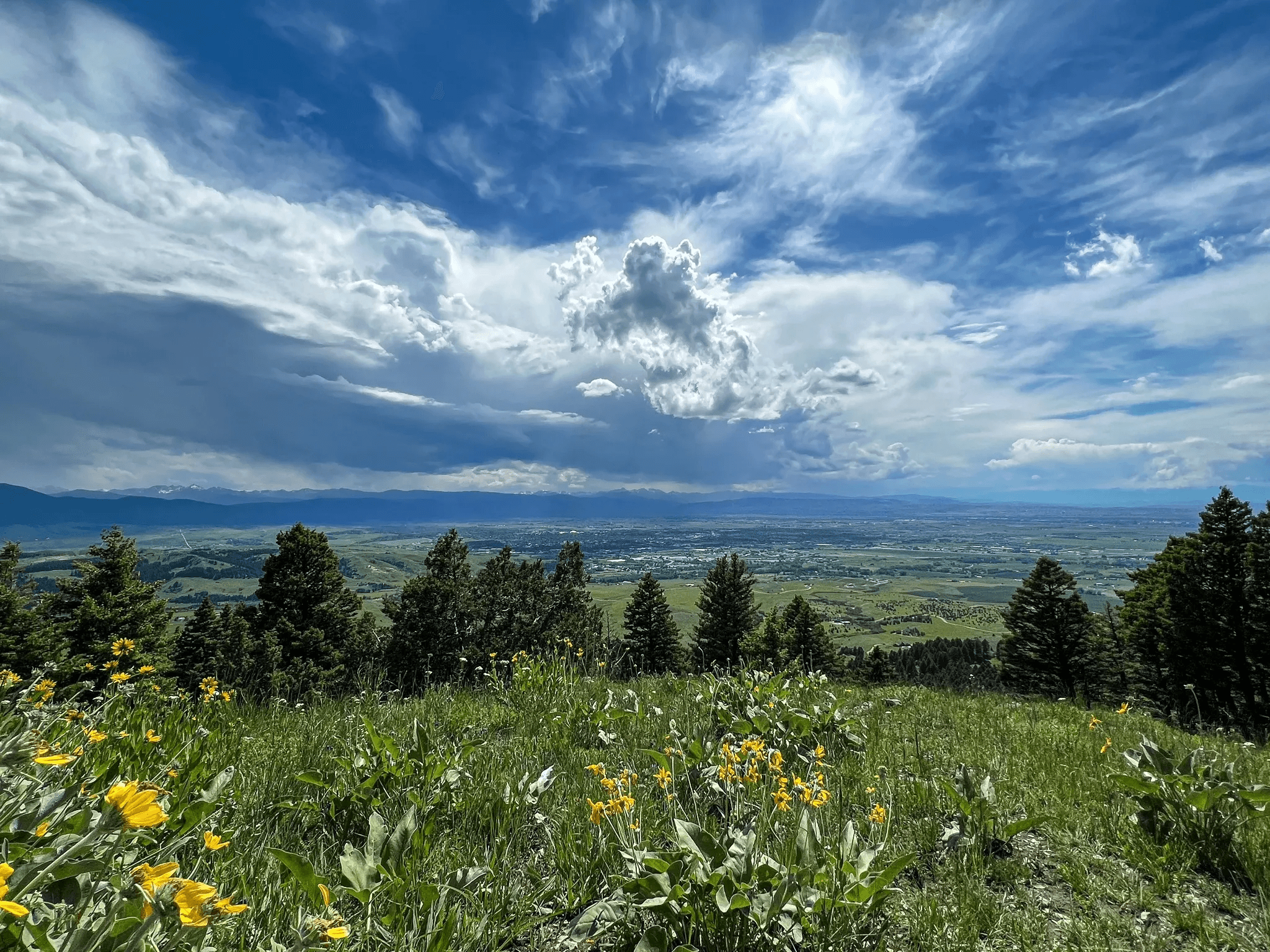 Sypes Canyon trail crossing an open wildflower slope with the Gallatin Valley and distant mountains below