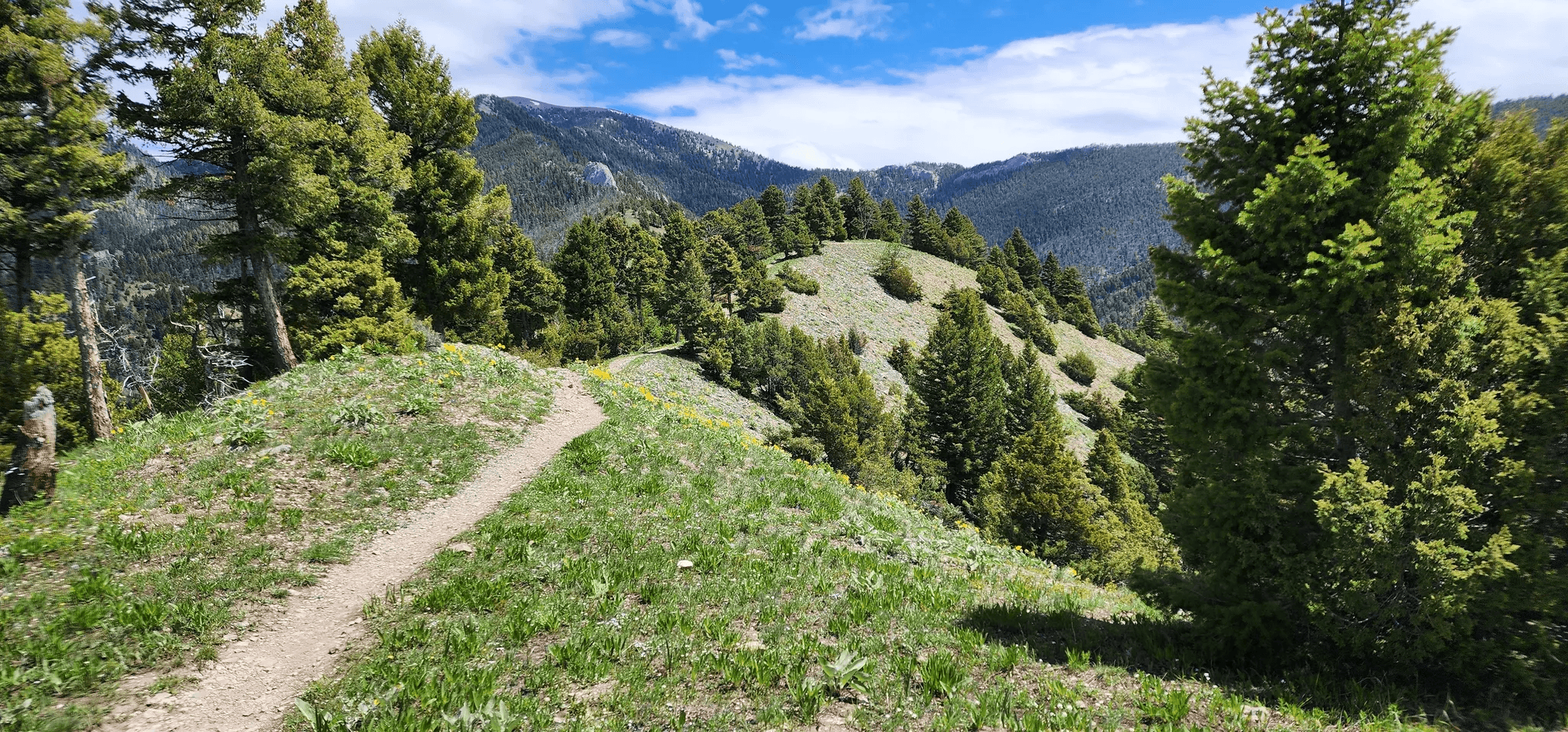Narrow Sypes Canyon trail crossing an open Bridger foothills ridge with pine trees and green slopes