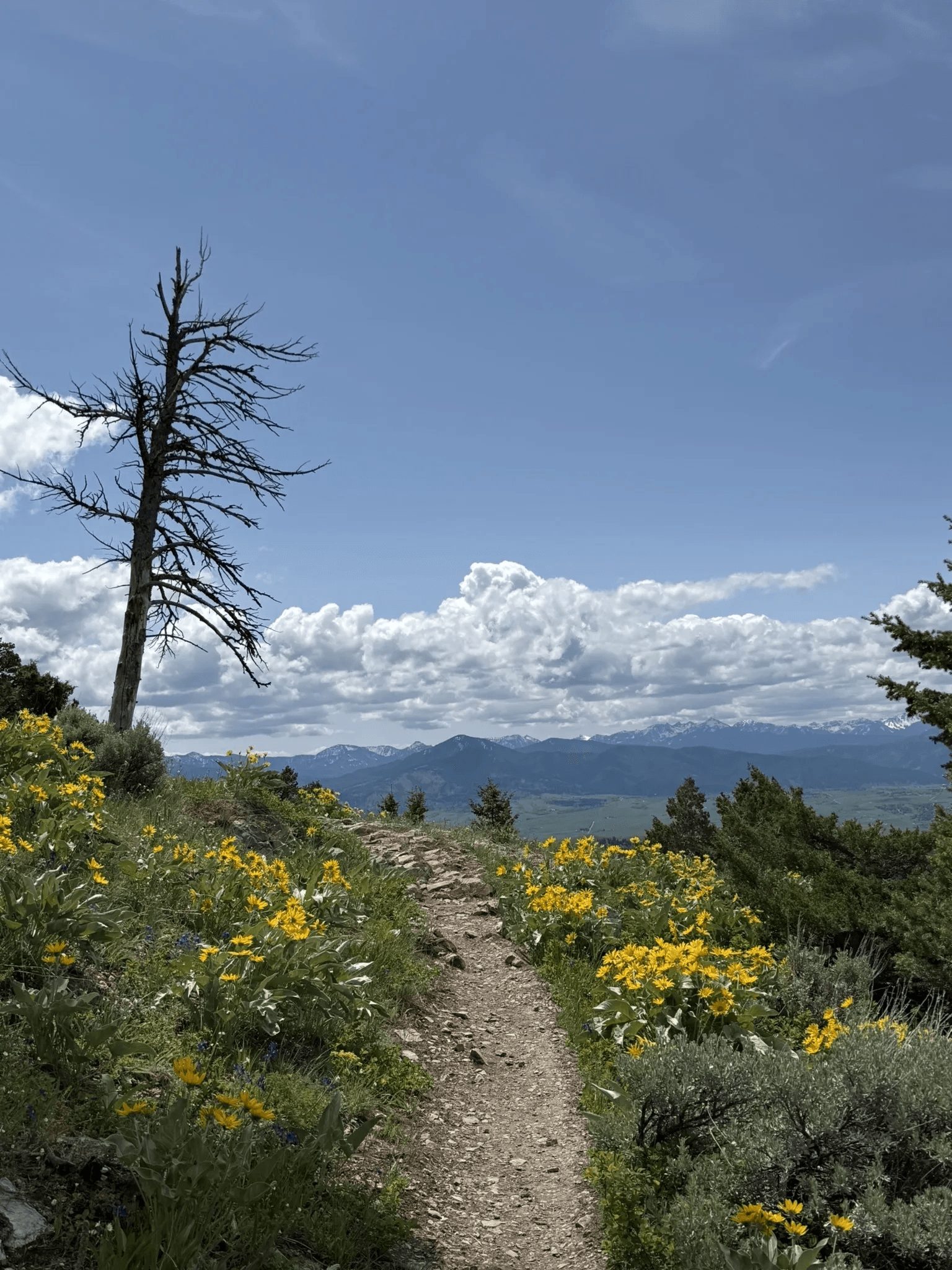 Rocky Sypes Canyon trail bordered by yellow wildflowers and a standing dead tree with mountain views beyond