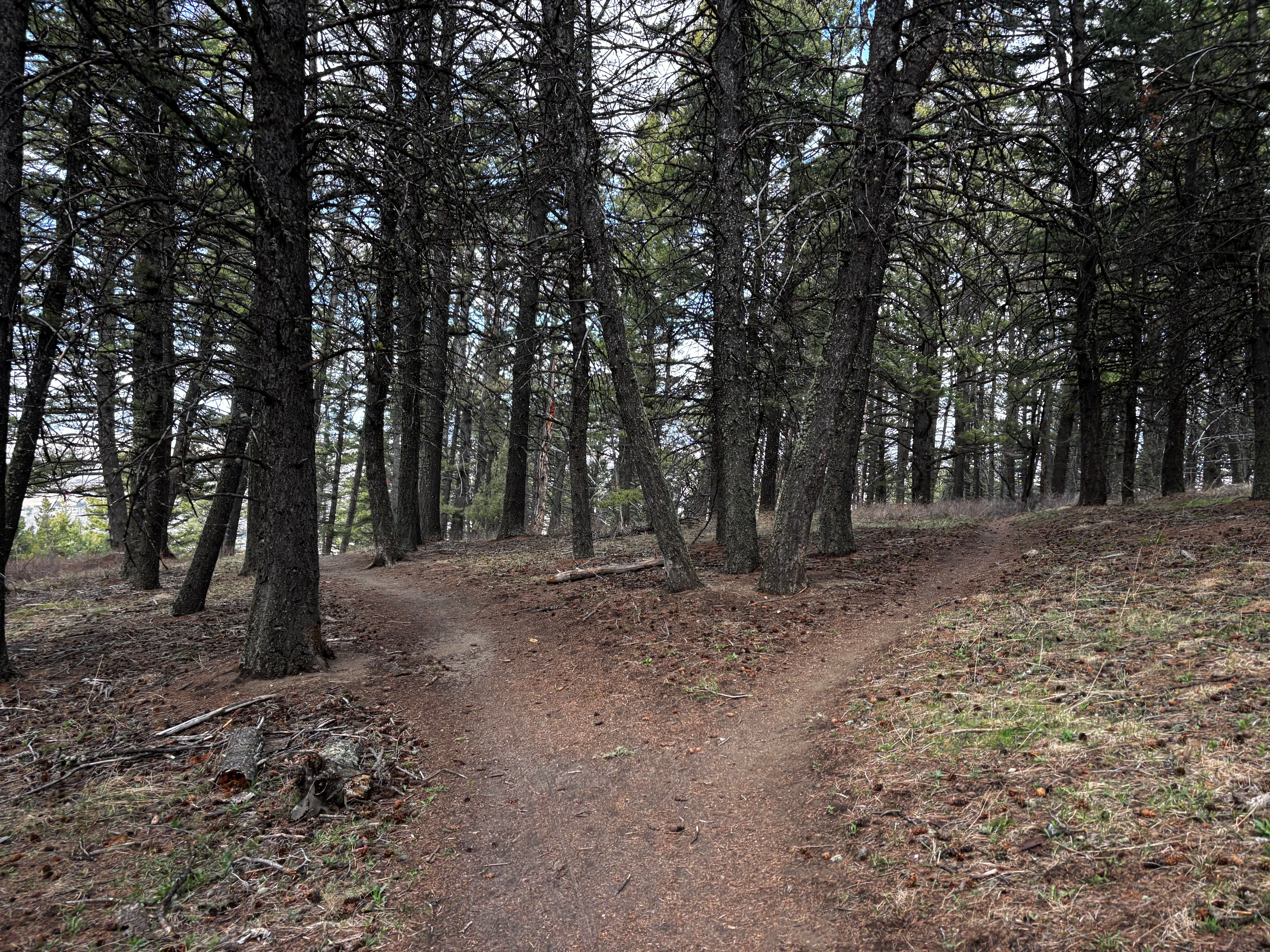 Trail fork splitting in both directions through open pine forest at Kirk Hill