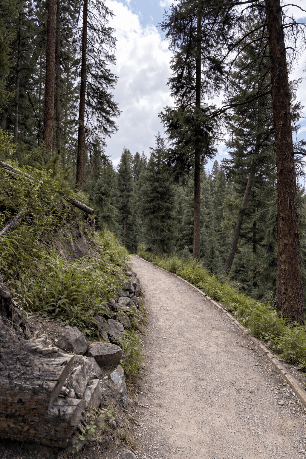 Well-maintained gravel trail descending through tall pine forest