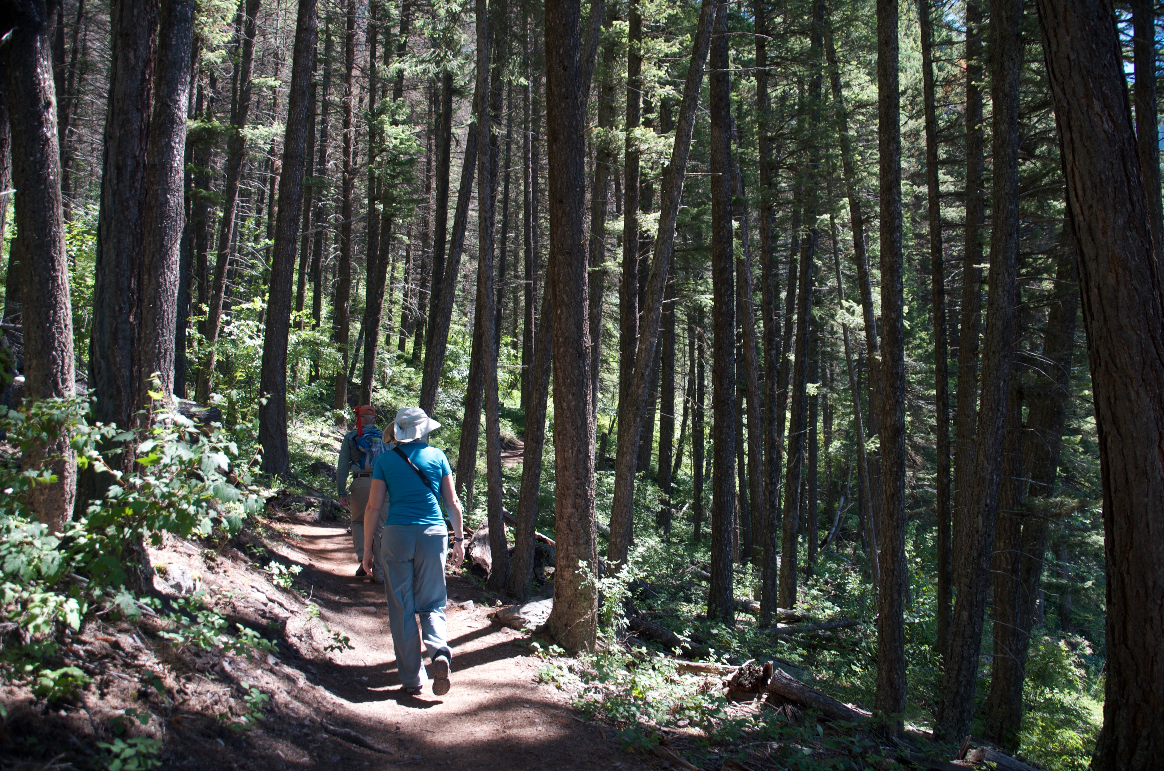 Two hikers walking through dense conifer forest on the Holland Falls trail
