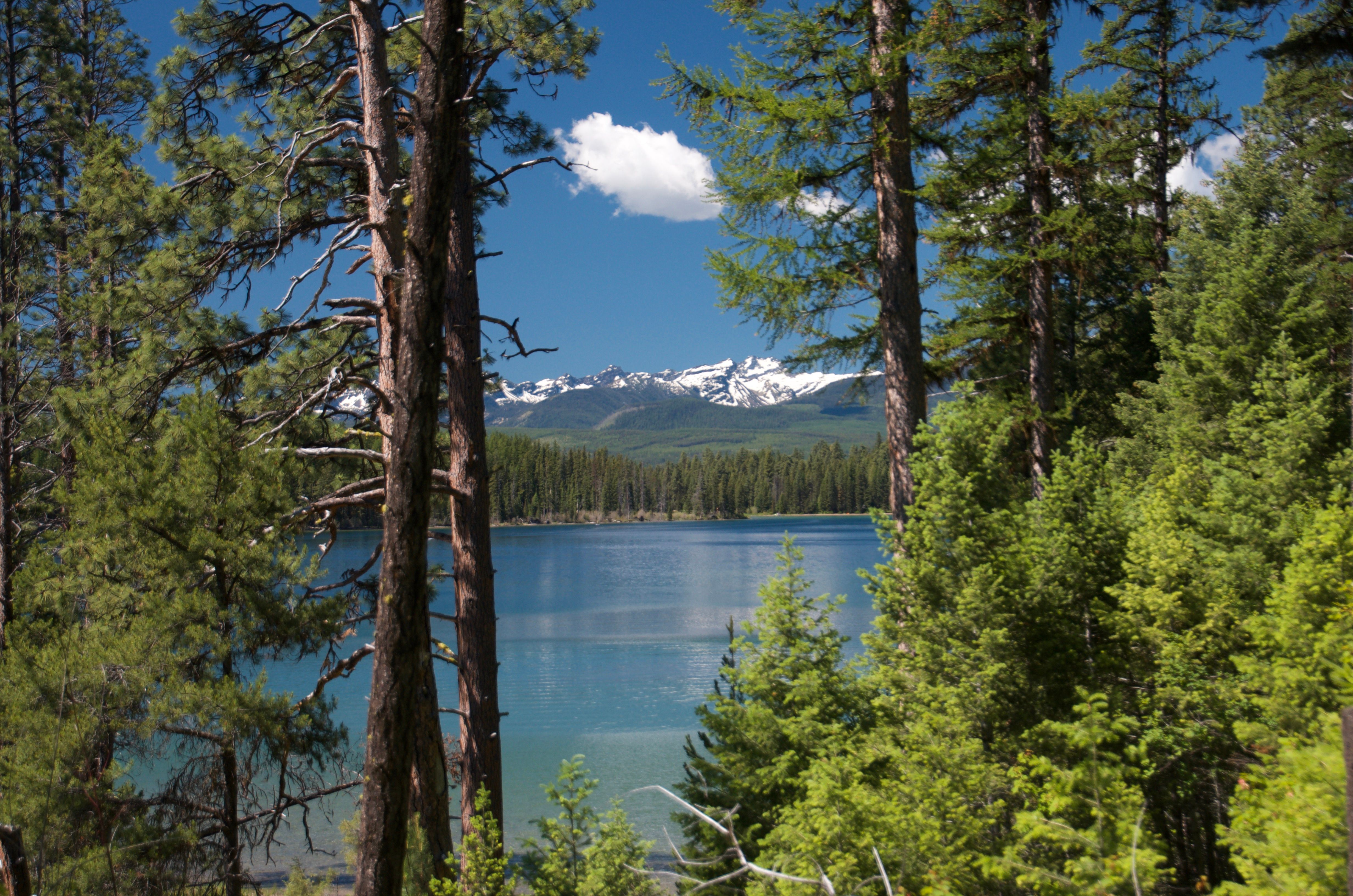Holland Lake and snowy peaks framed through dead trees along the trail
