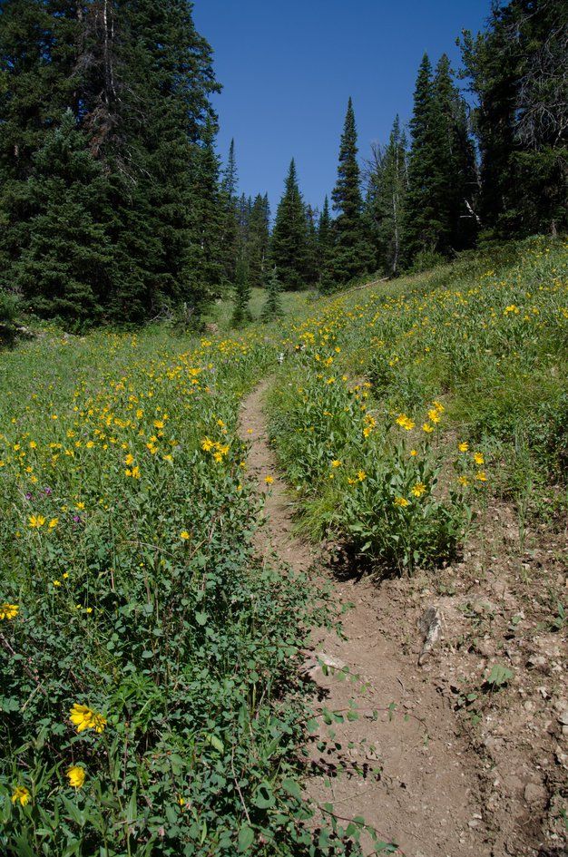 Trail through yellow balsamroot wildflower meadow toward evergreen forest