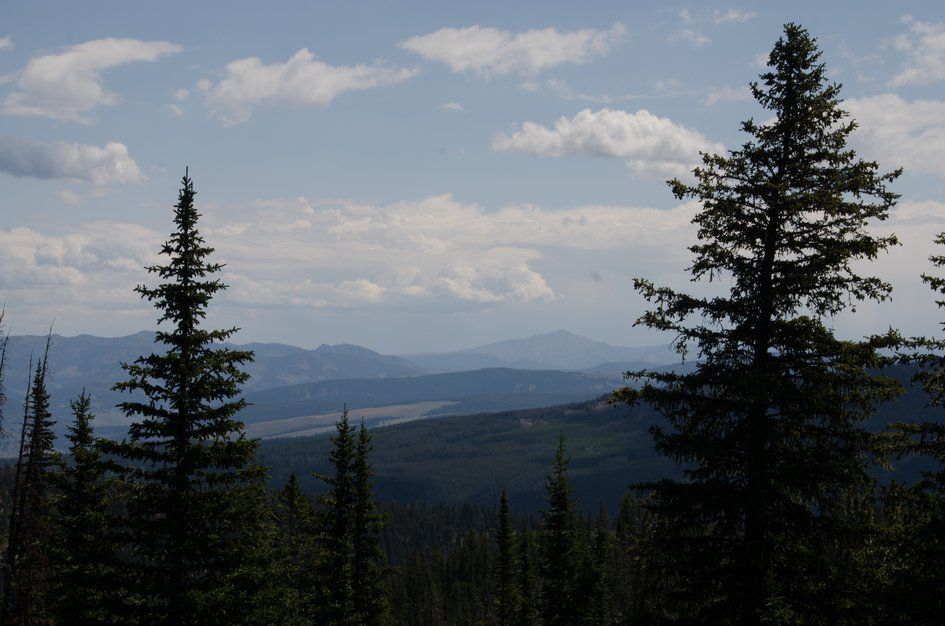 Distant valley view through tall spruce trees toward hazy mountains