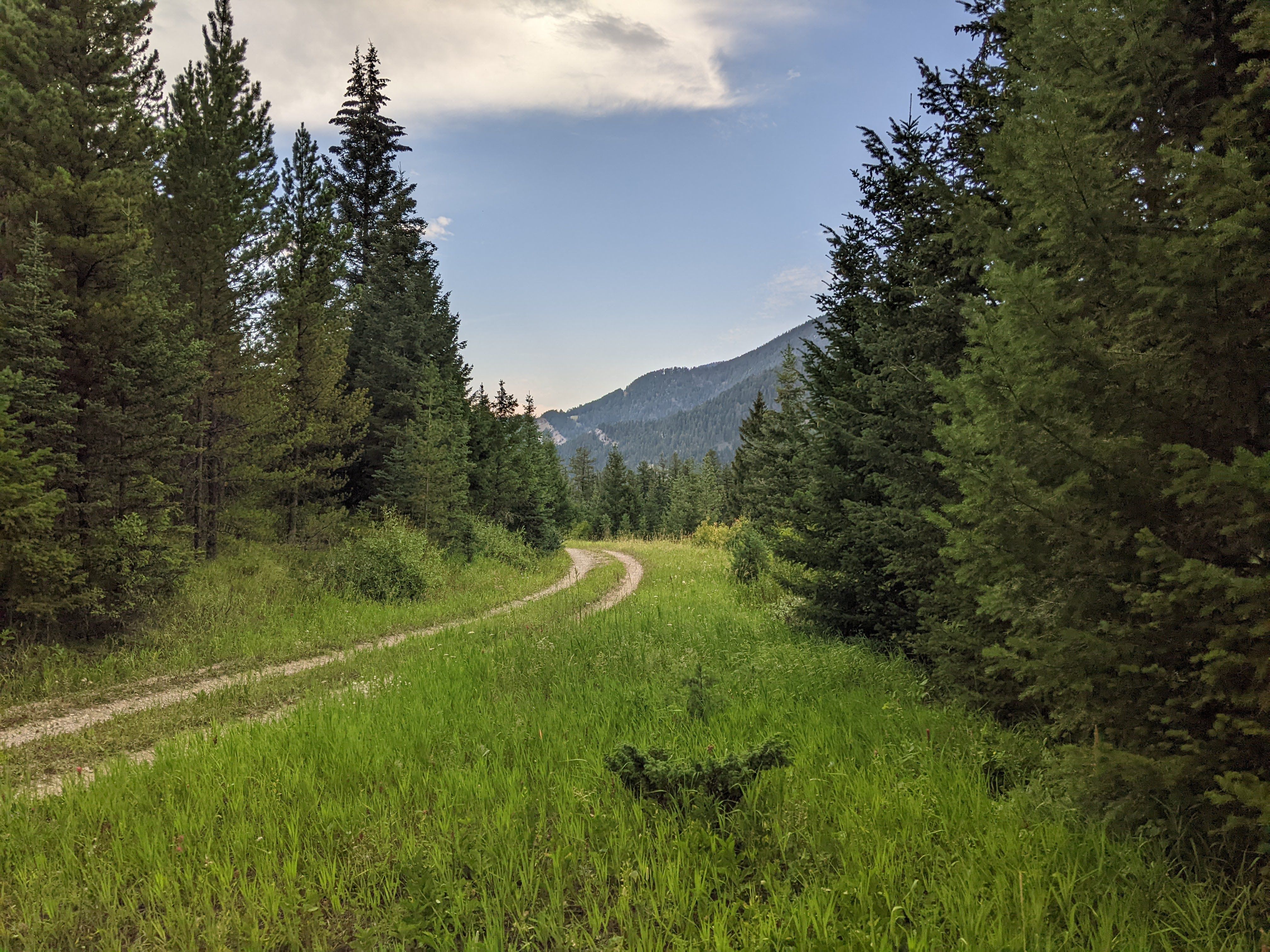 Grassy upper road grade curving through trees with a mountain peak ahead