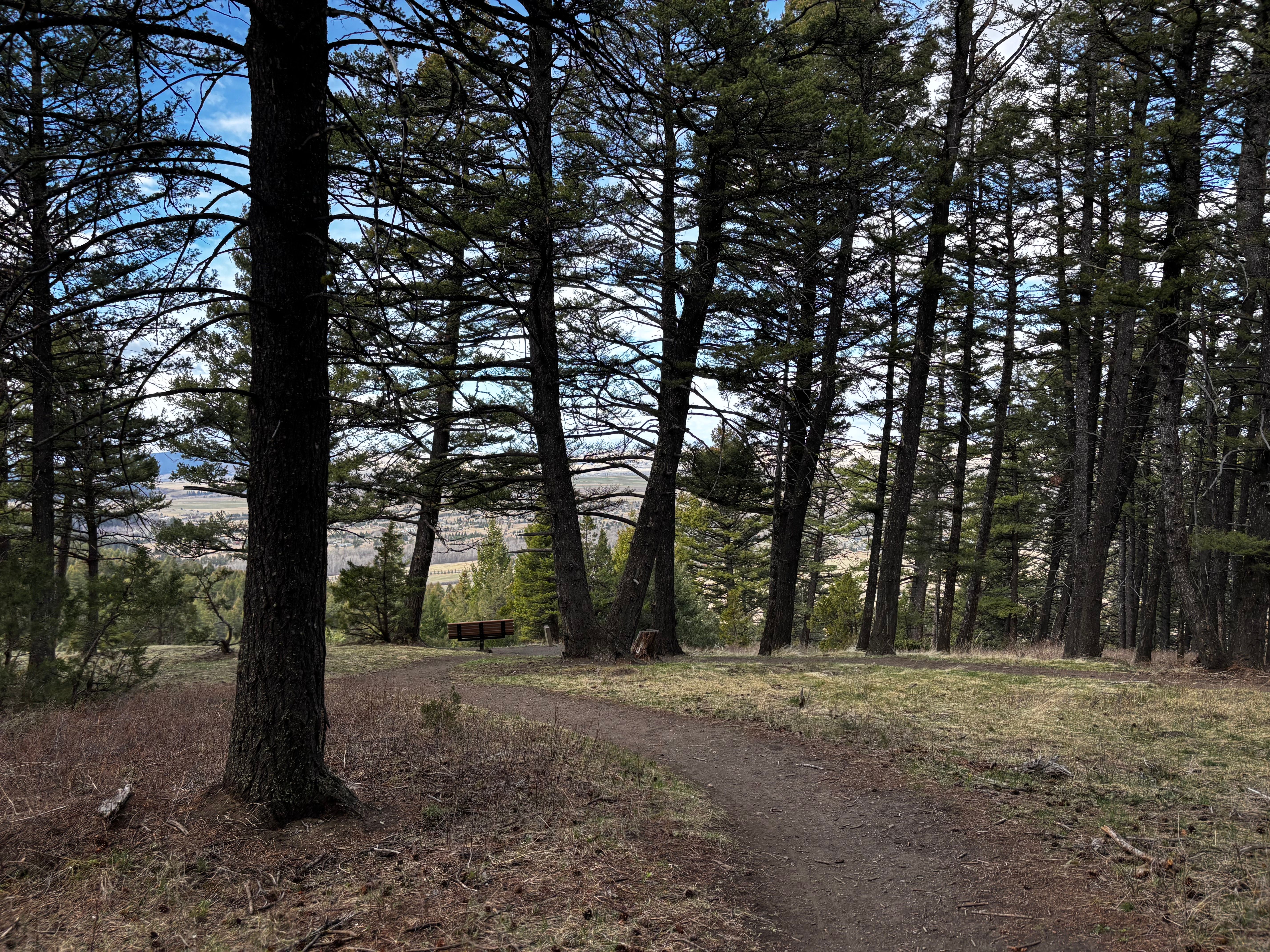 Gallatin Valley visible through tall pines along the upper section of Kirk Hill trail