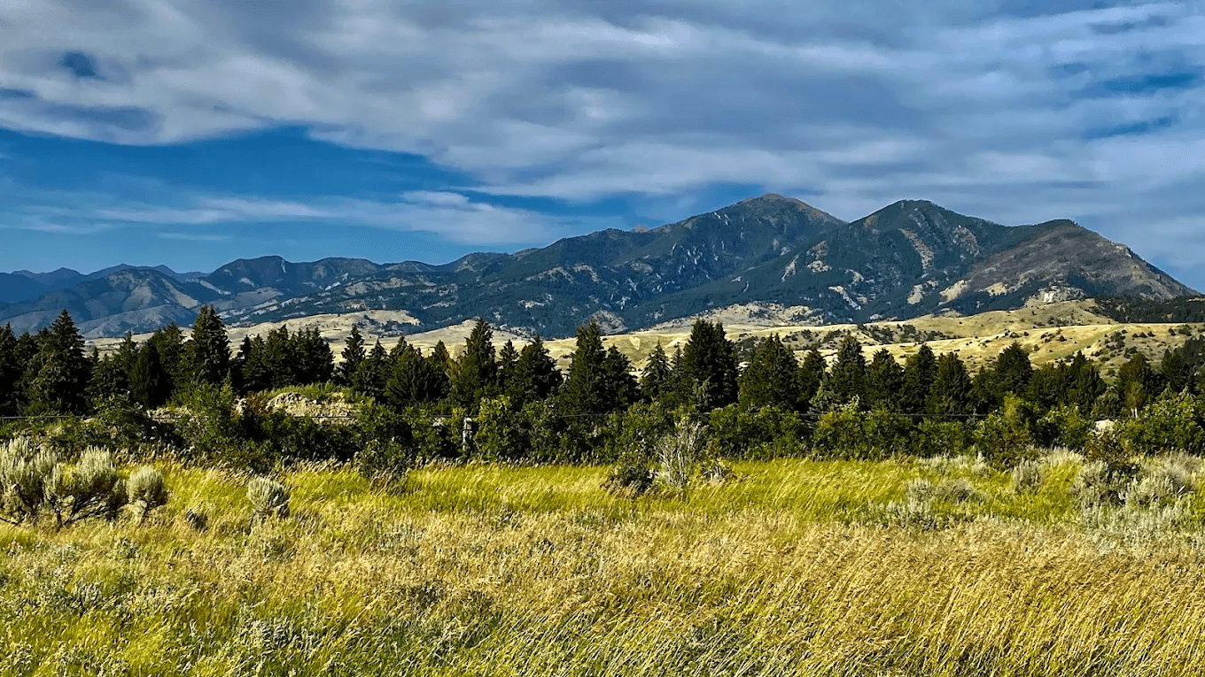 Panoramic view of the Gallatin Range from Peets Hill with golden and green grasses and a line of pines in the foreground