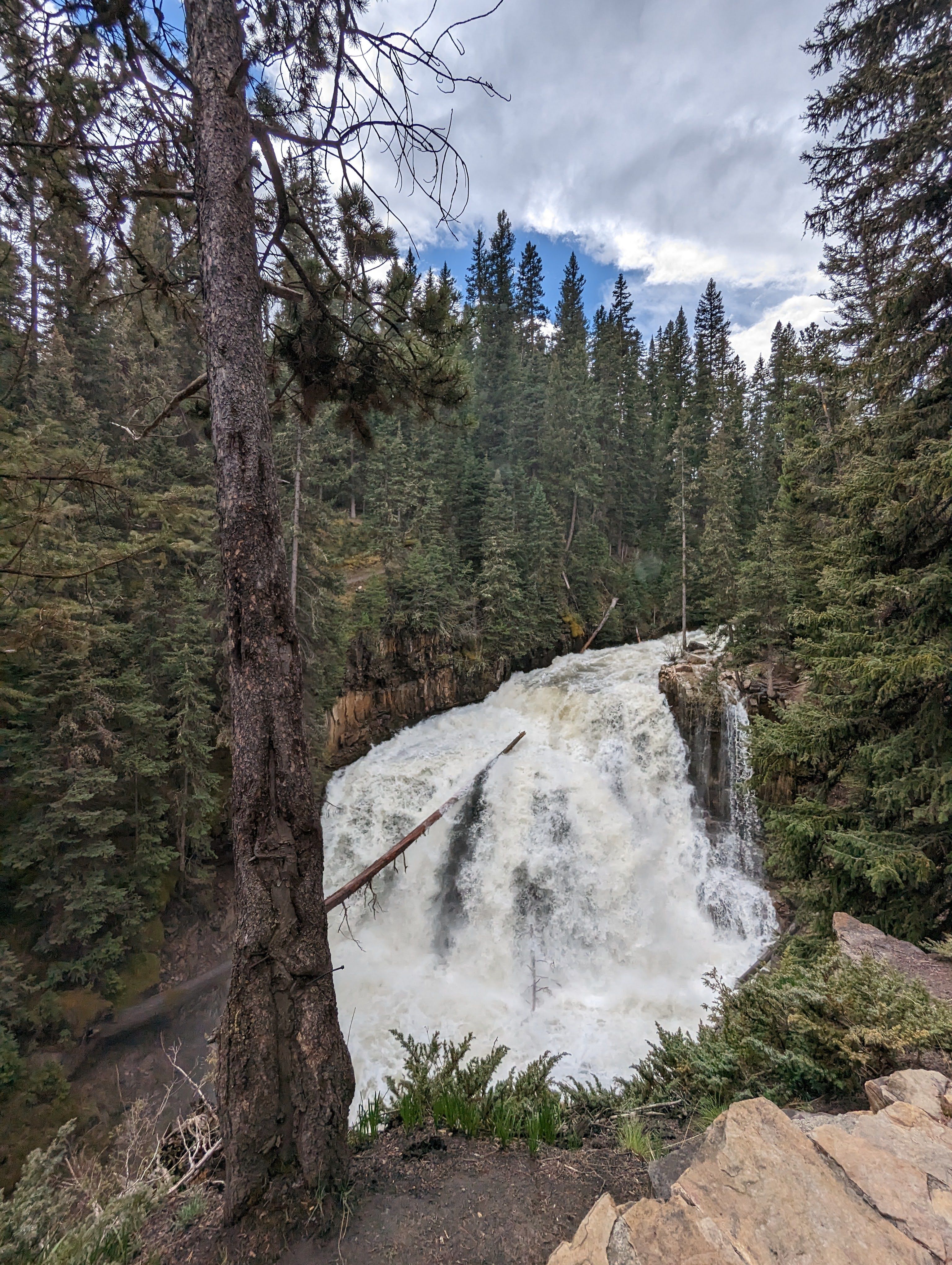 Ousel Falls viewed from above through pine trees with powerful spring flow