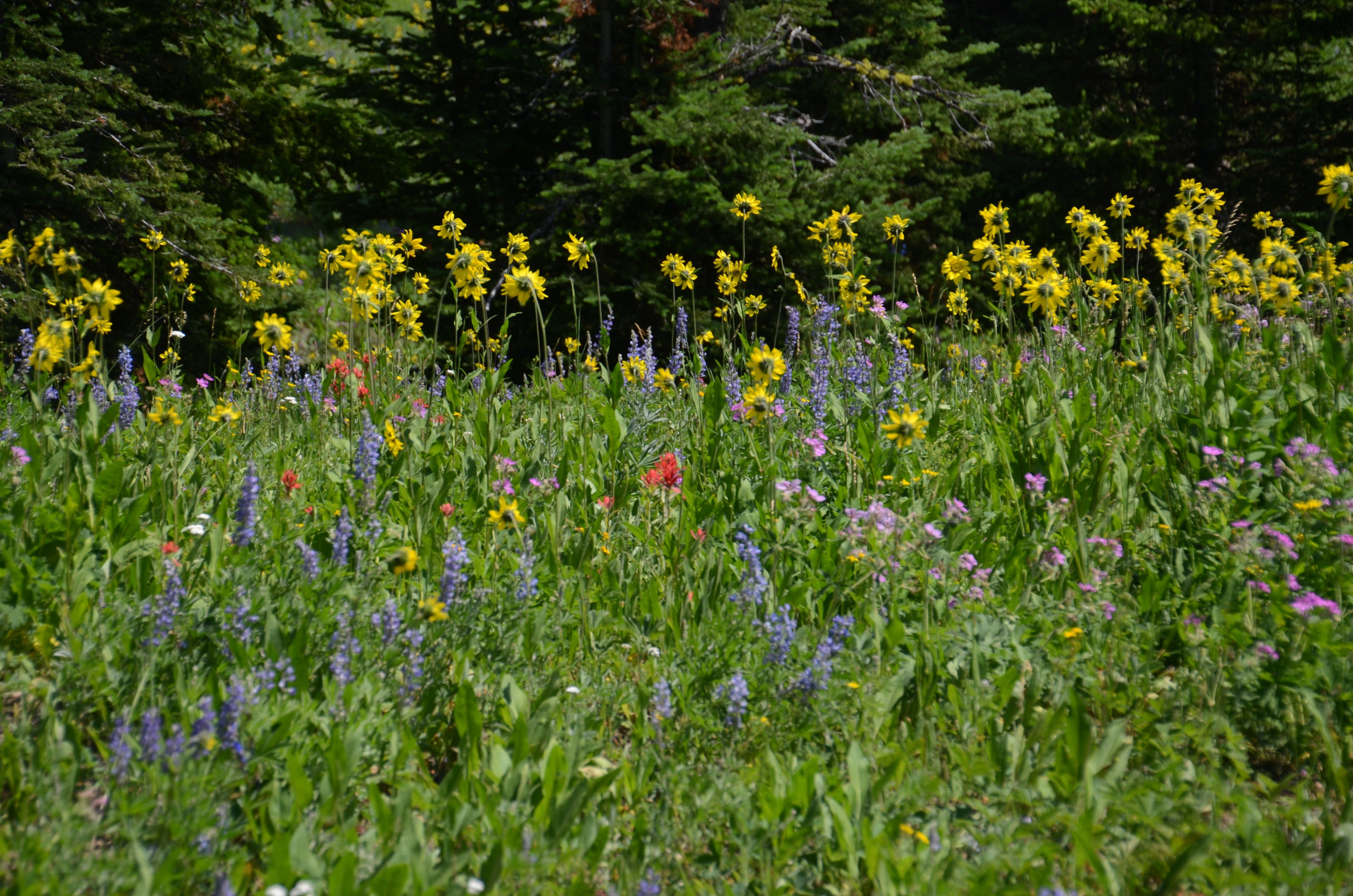 Summer wildflowers including yellow balsamroot, purple lupine, and red Indian paintbrush