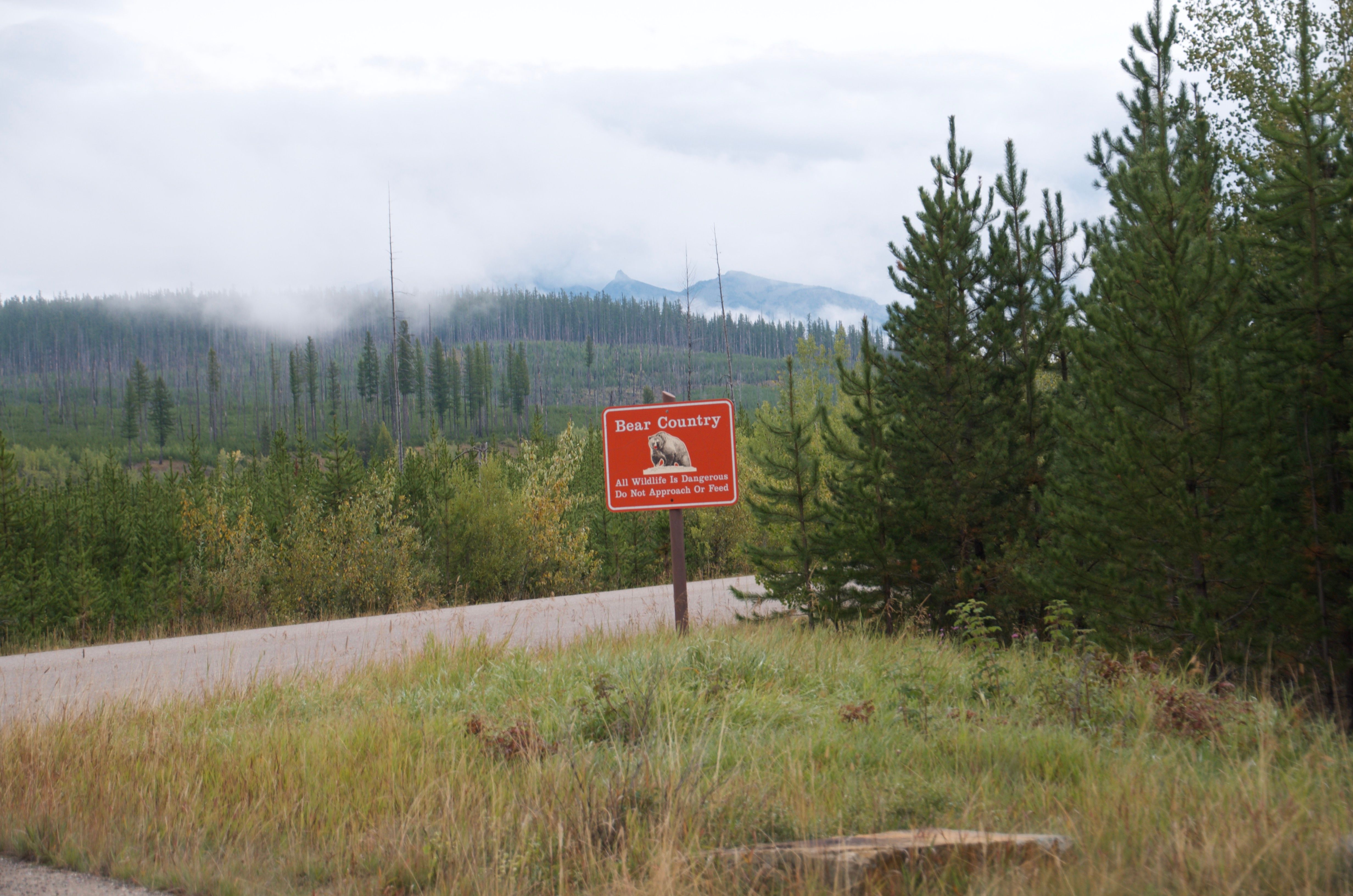 Bear Country warning sign along North Fork Road with forested mountains and low clouds visible in the background