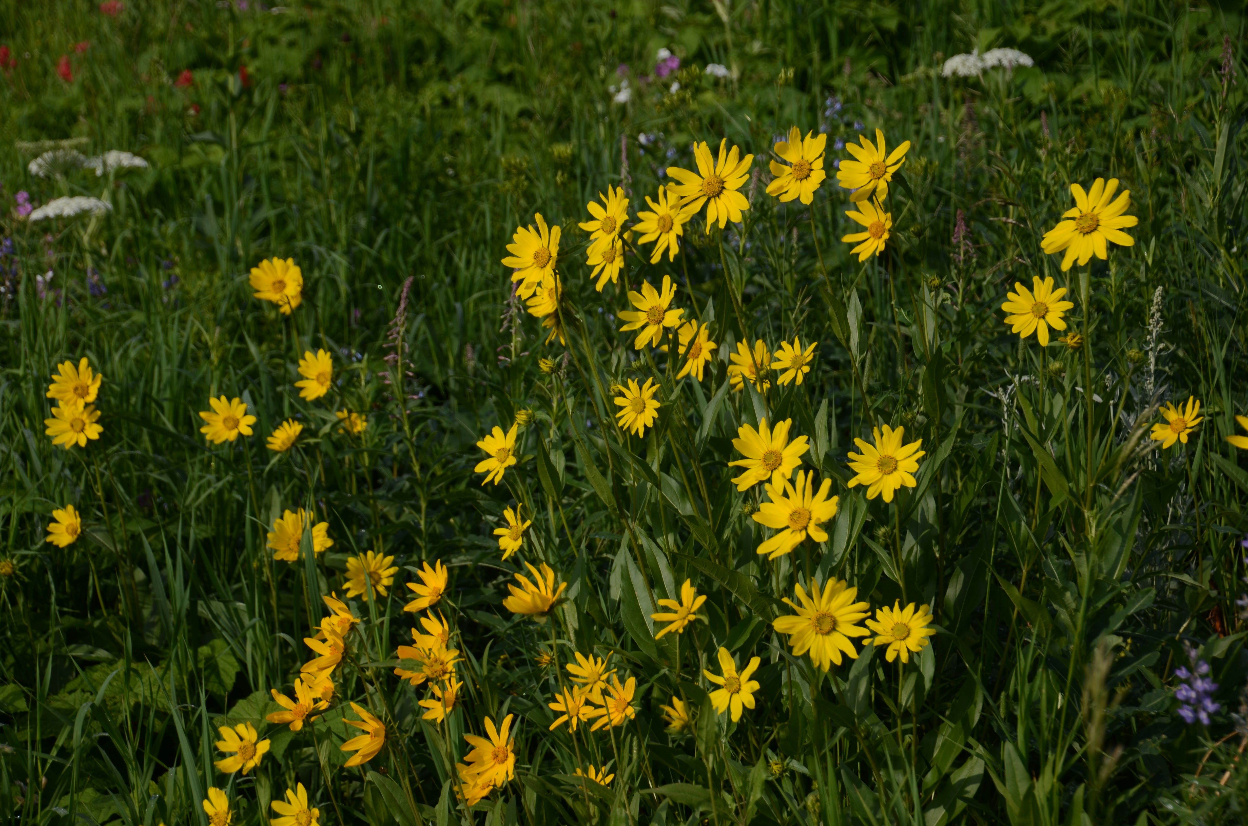 Yellow arrowleaf balsamroot flowers blooming in a green Montana meadow