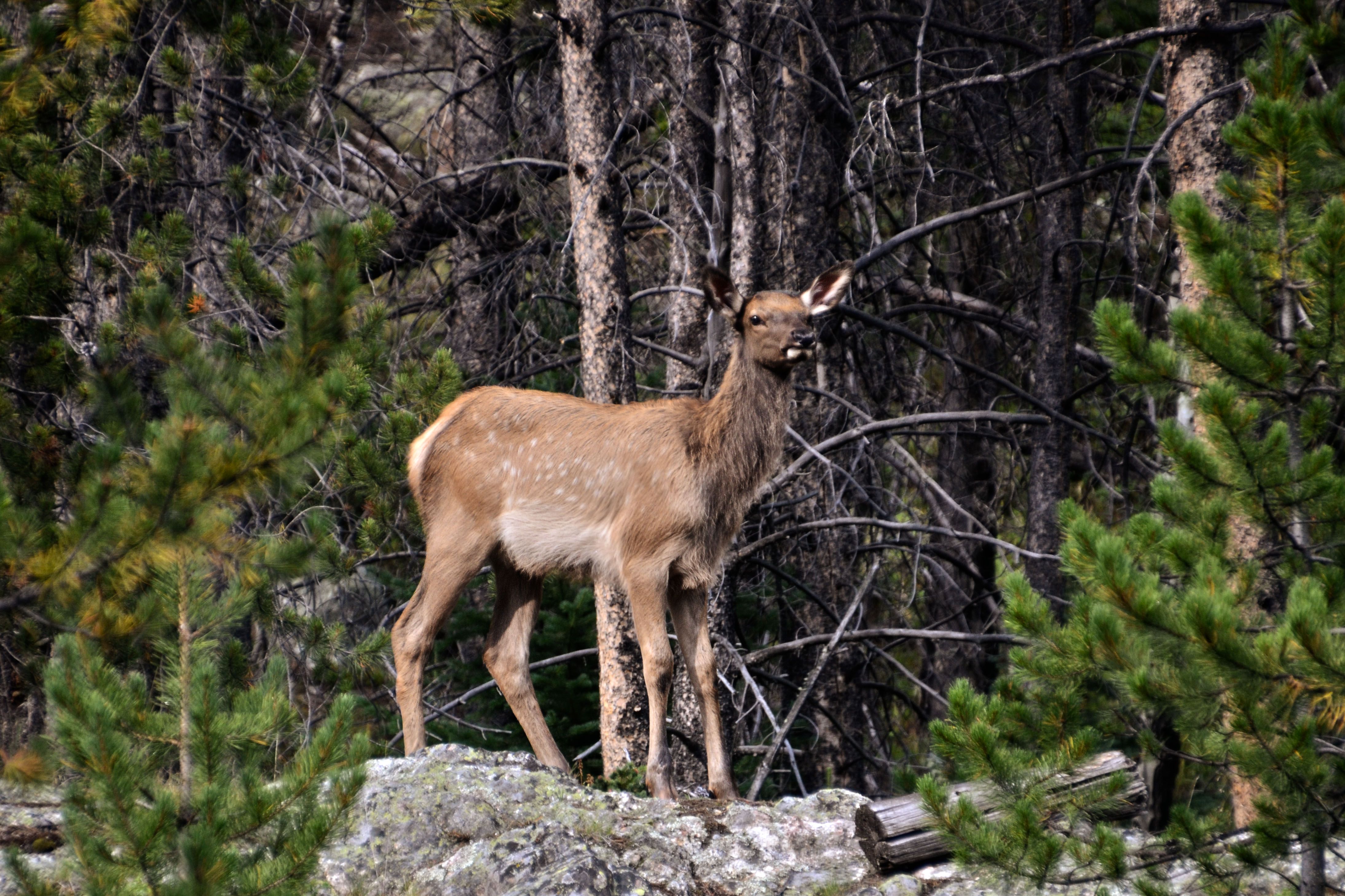 Young elk standing alert on rocky outcrop among pine trees
