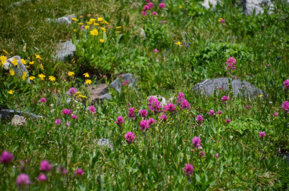 Magenta paintbrush and yellow arrowleaf balsamroot wildflowers among granite boulders