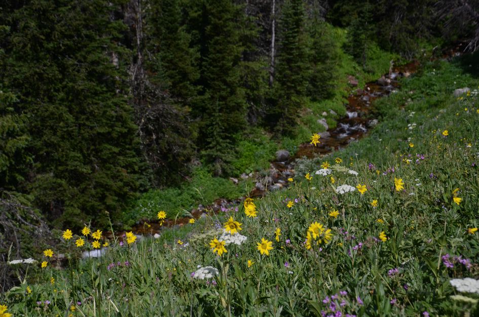 Yellow arrowleaf balsamroot and purple wildflowers along rocky creek with spruce forest