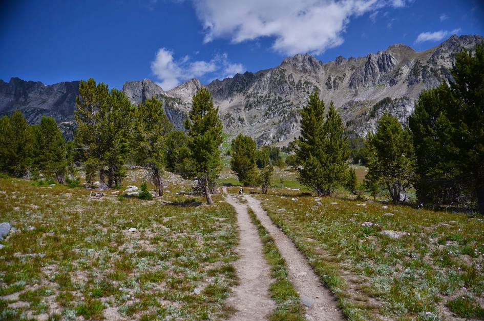 Narrow trail with dog through alpine meadow with scattered pines and granite cirque backdrop