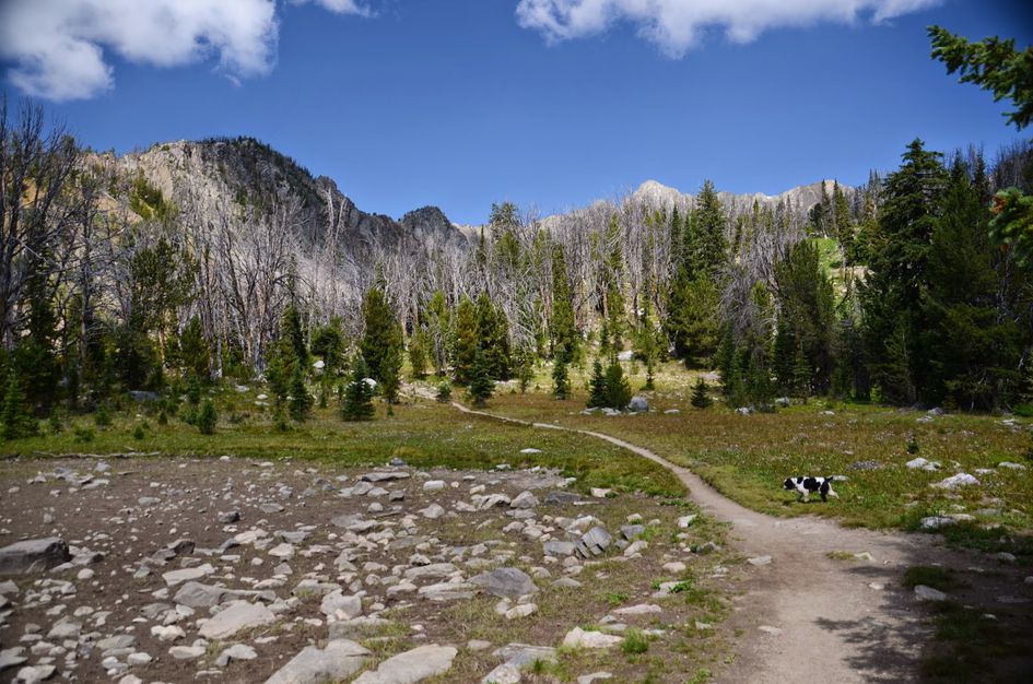 Trail with dog through regenerating burned forest with standing dead trees toward granite peaks
