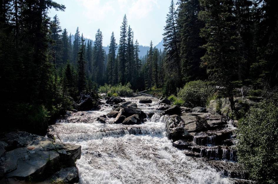 Big Timber Creek cascading over large boulders through dense spruce forest
