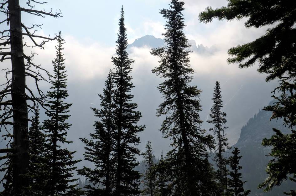 Spruce silhouettes with jagged peaks visible through swirling mountain clouds