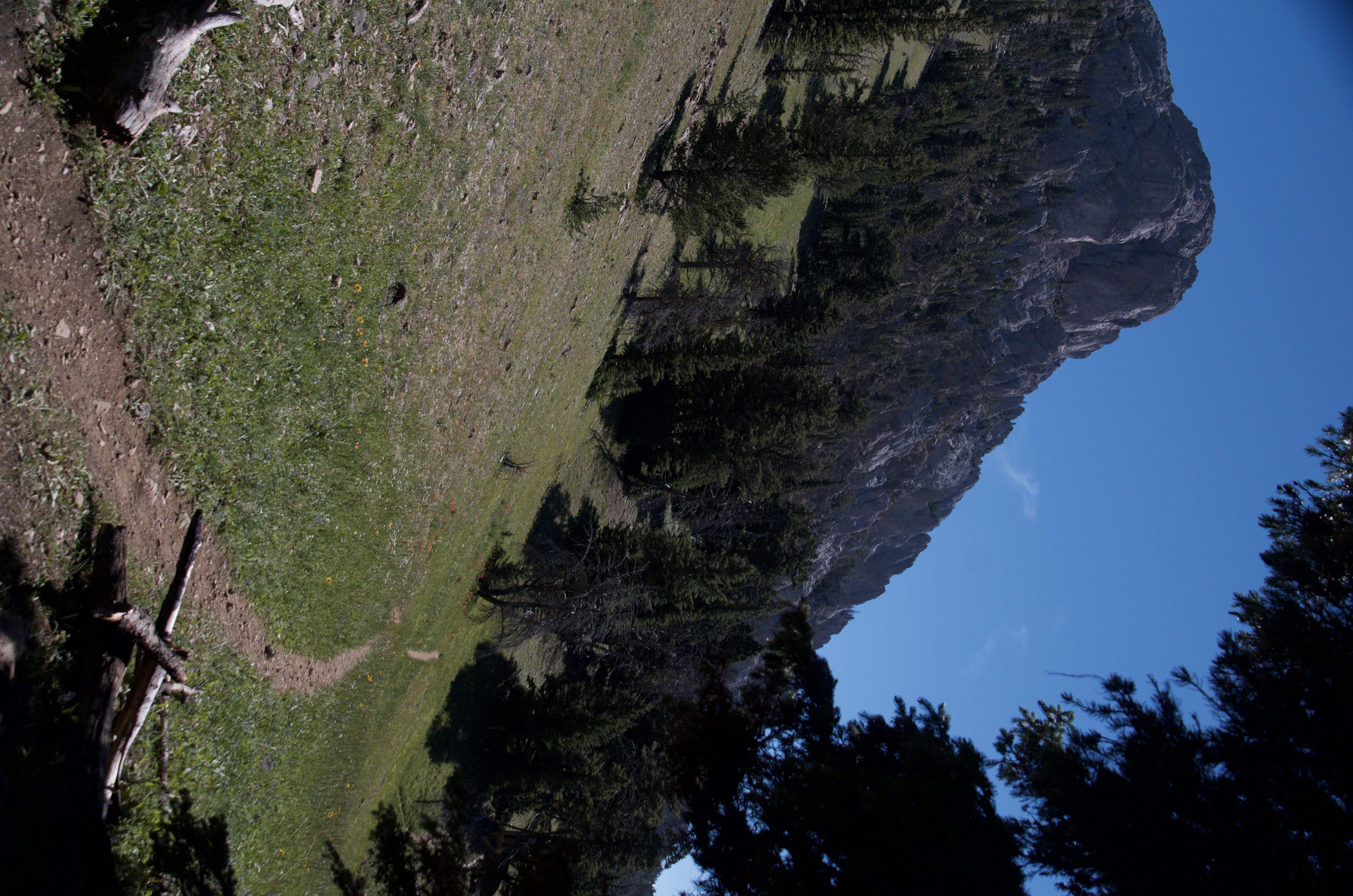 Steep grassy slope with limestone cliff rising above and spruce trees framing the edge of the Bridger Ridge