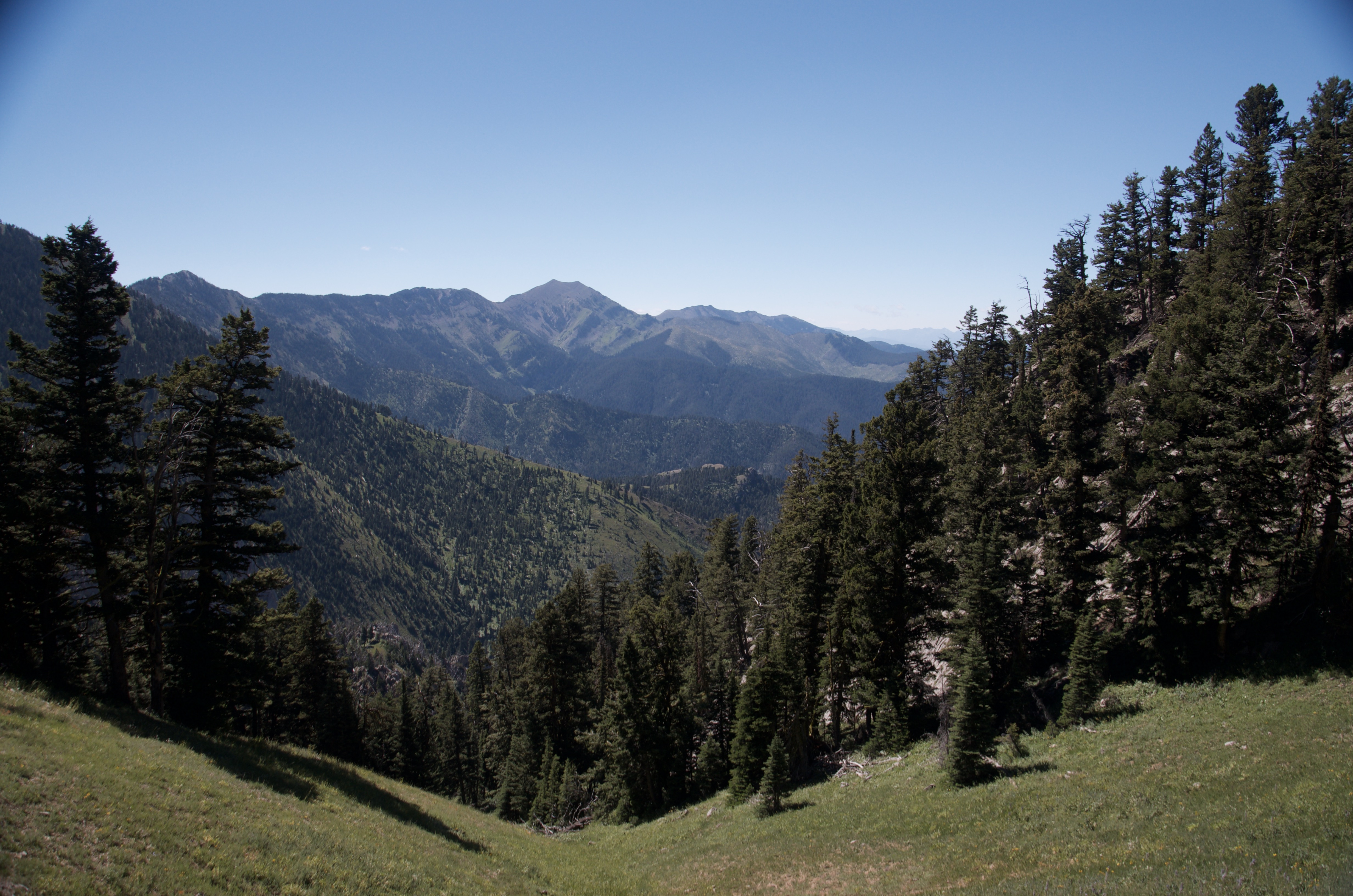 Forested canyon view east from the Bridger Ridge with layered ridges and Gallatin Valley in the distance