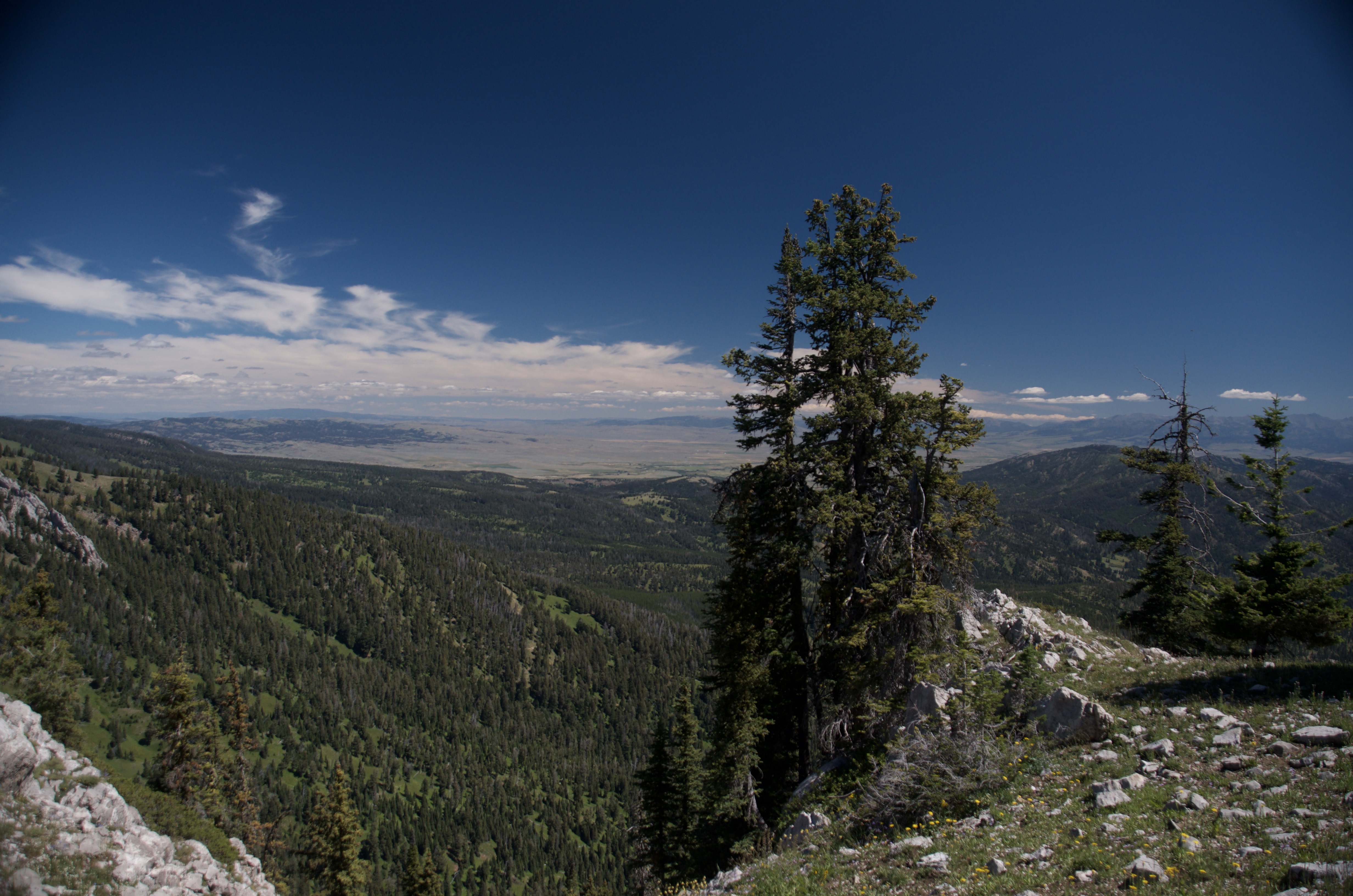 Wide Gallatin Valley view framed by tall spruce trees on the east side of the Bridger Ridge