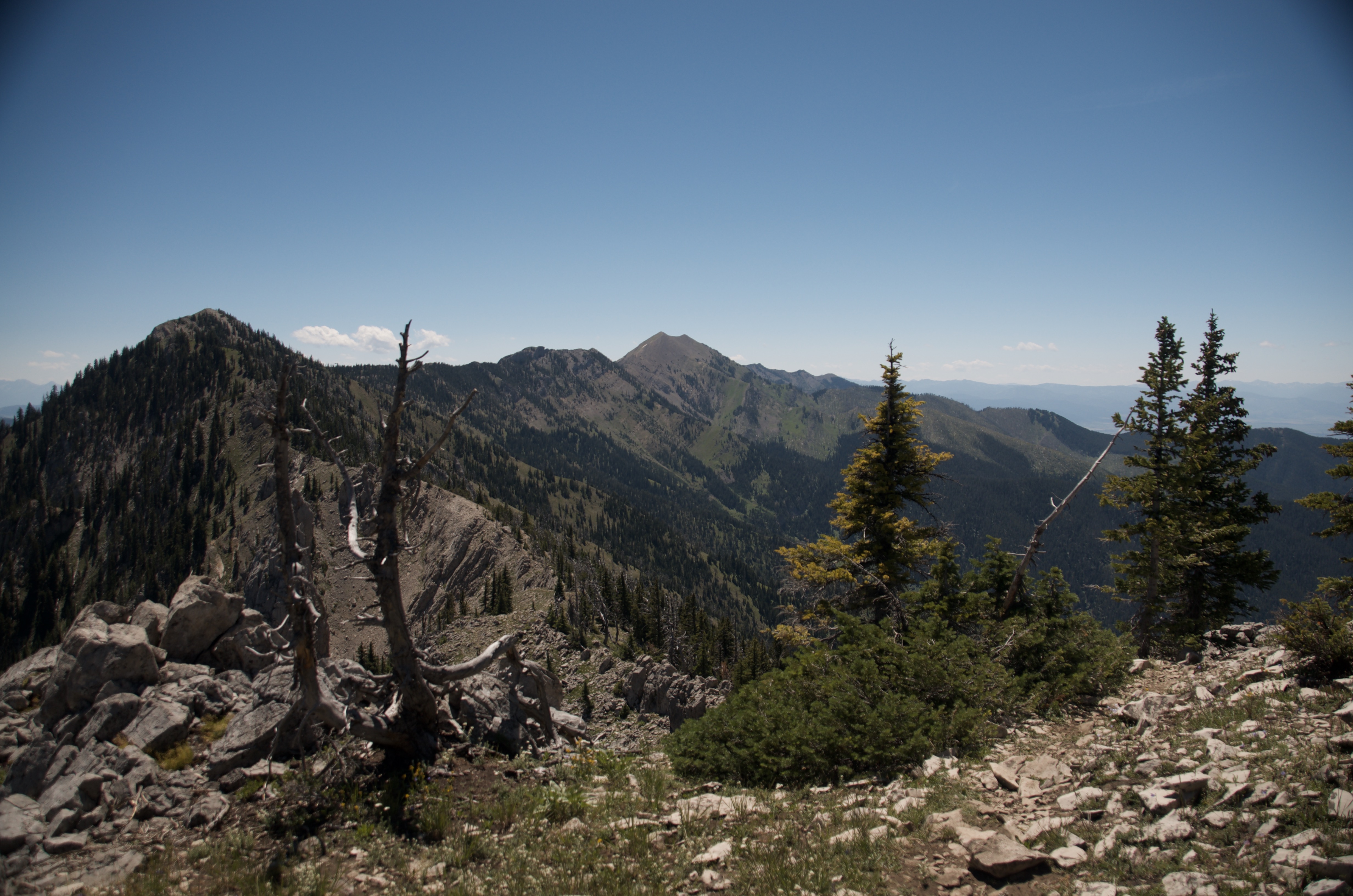 Dead snag silhouetted in the foreground with rocky Bridger peaks receding along the ridge behind